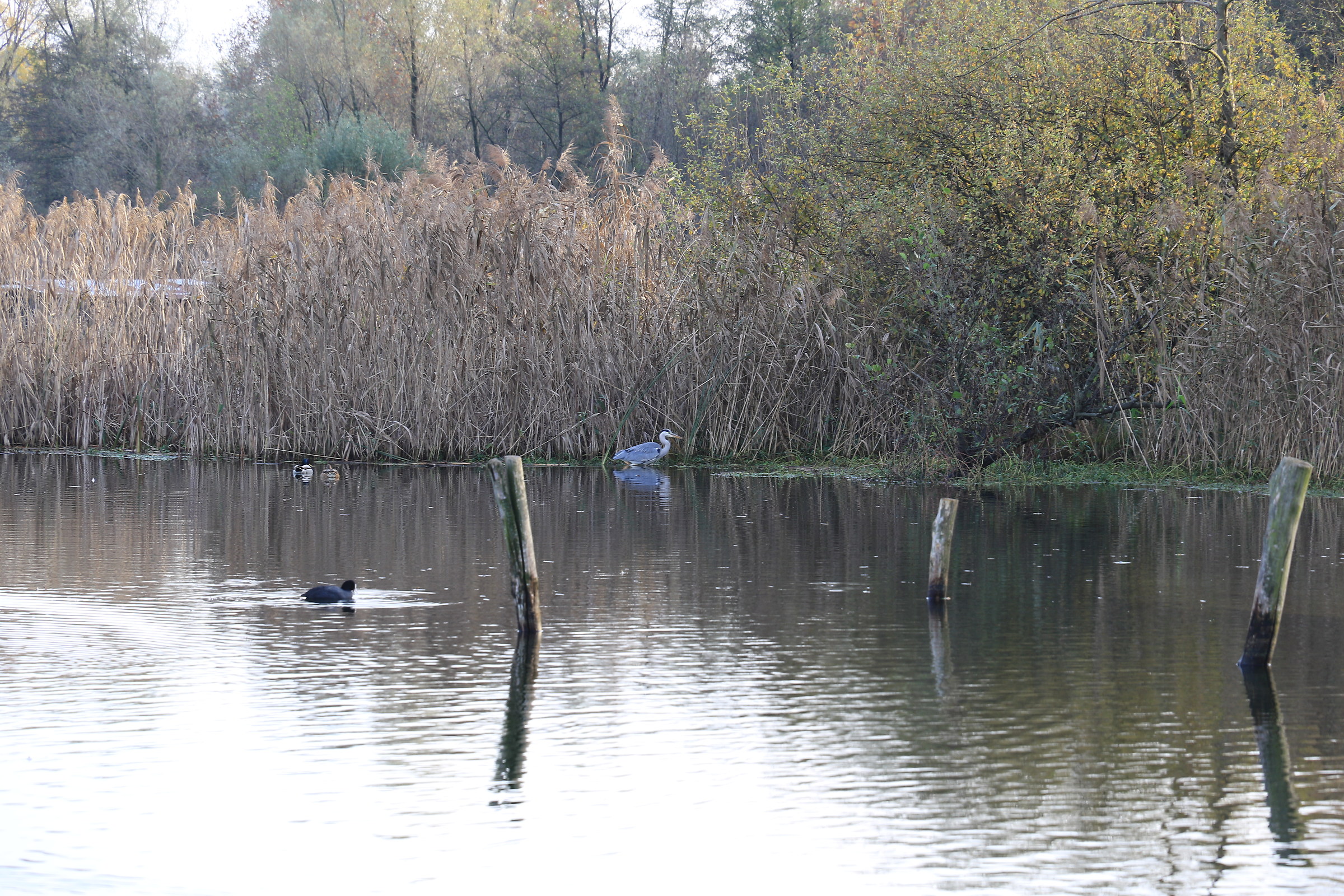 lago alserio...