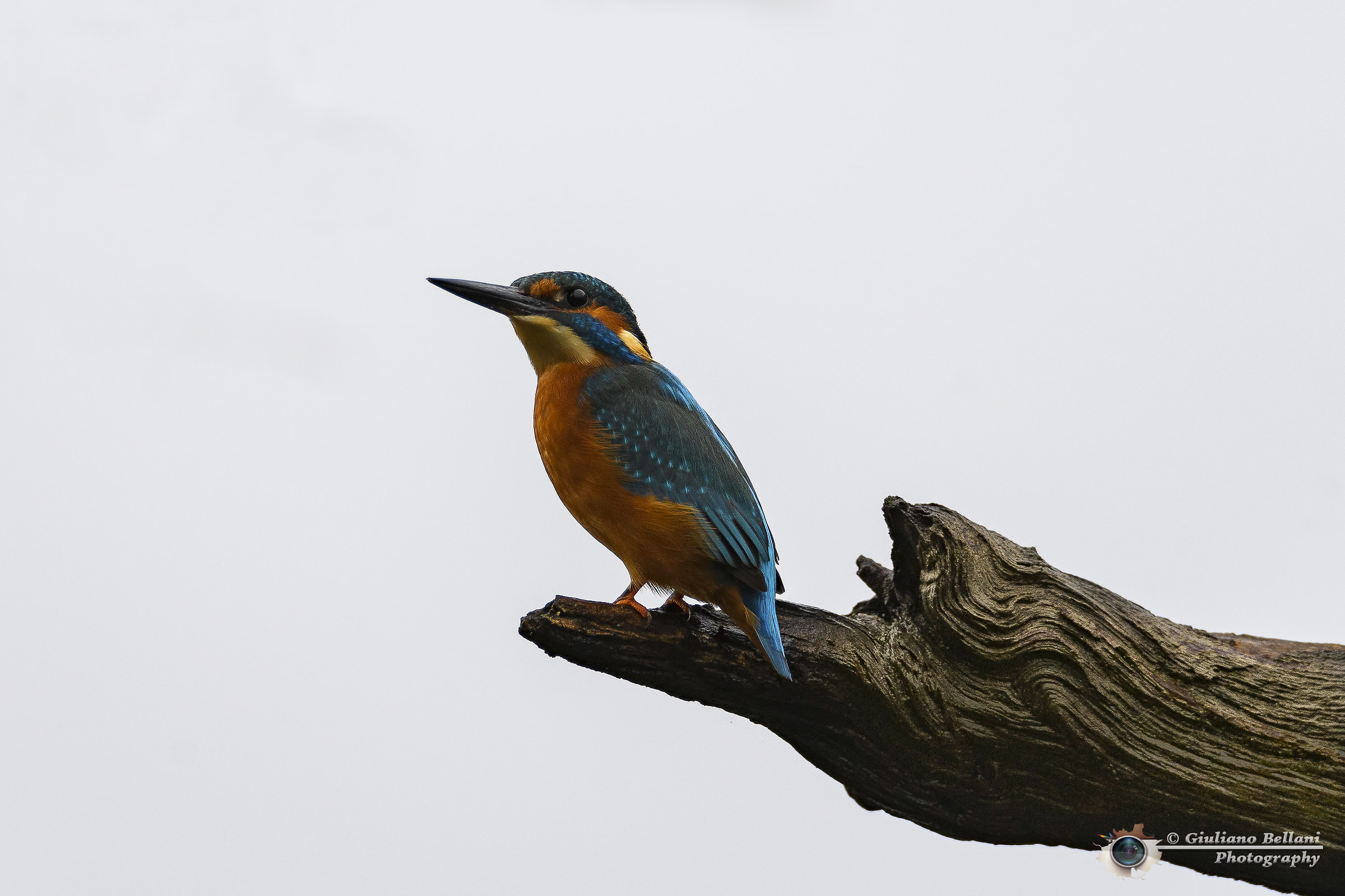 Kingfisher at the cabin...