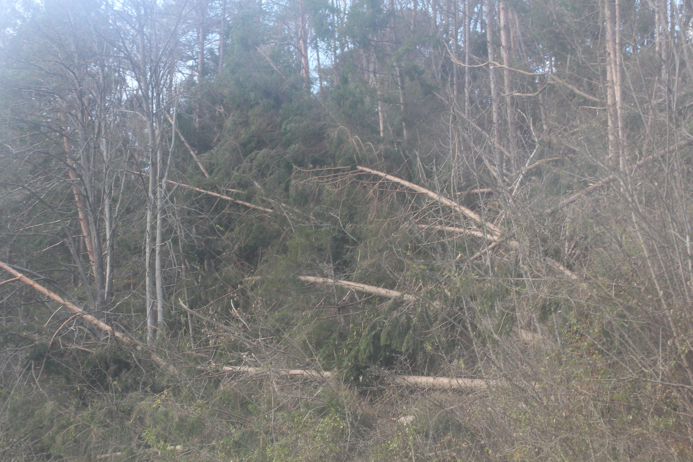 Alberi caduti dal vento...