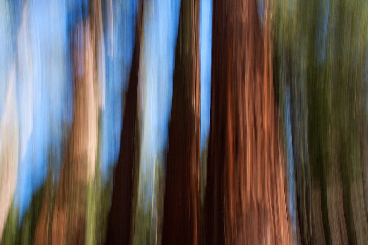 Yosemite giant sequoias...
