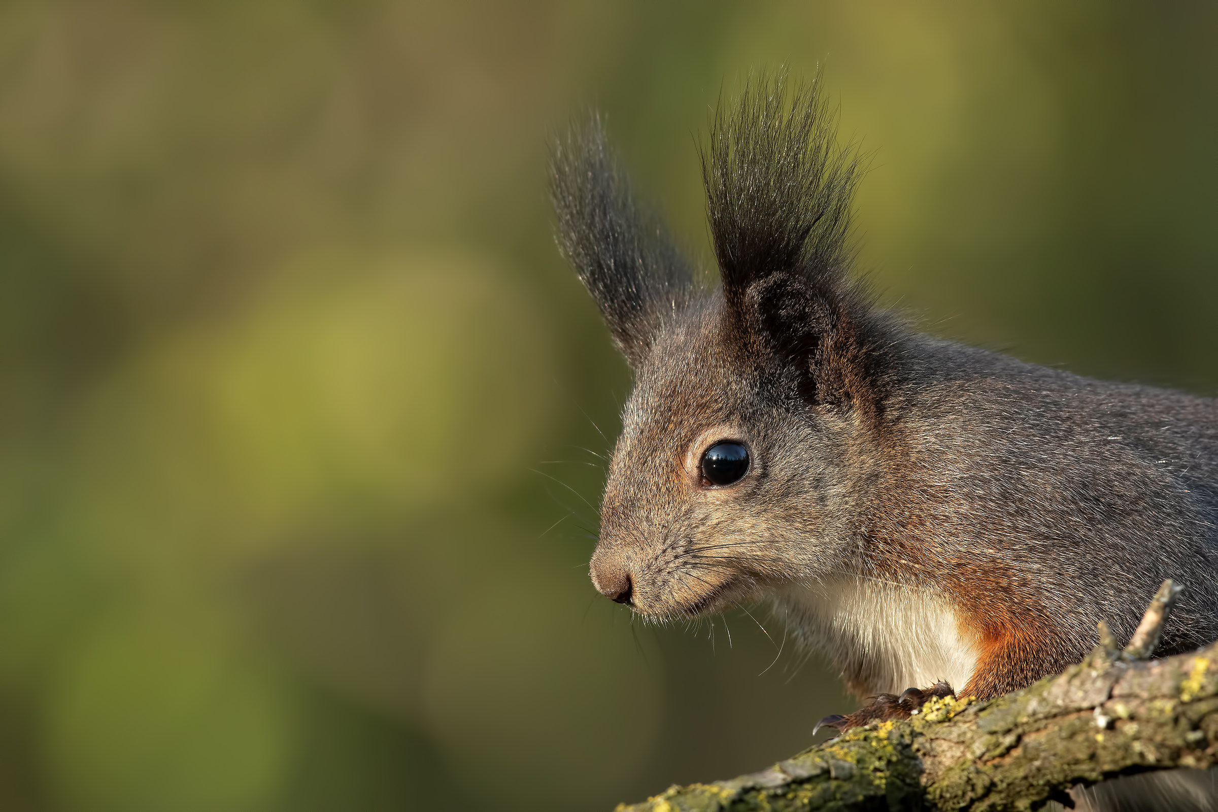 Squirrel...