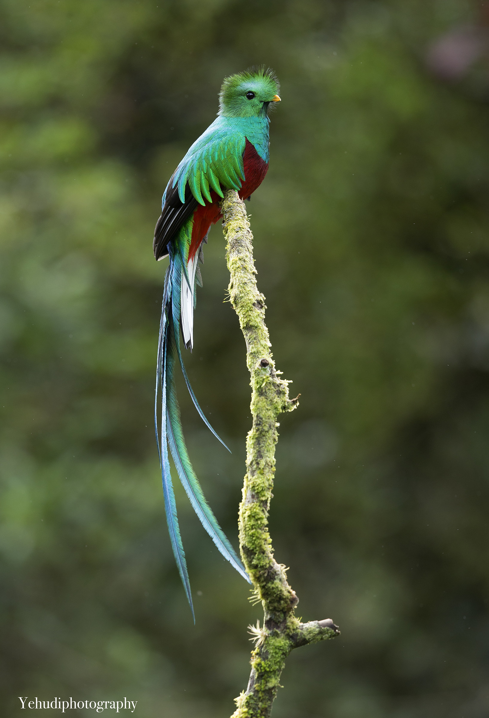 Quetzal una bellezza ...