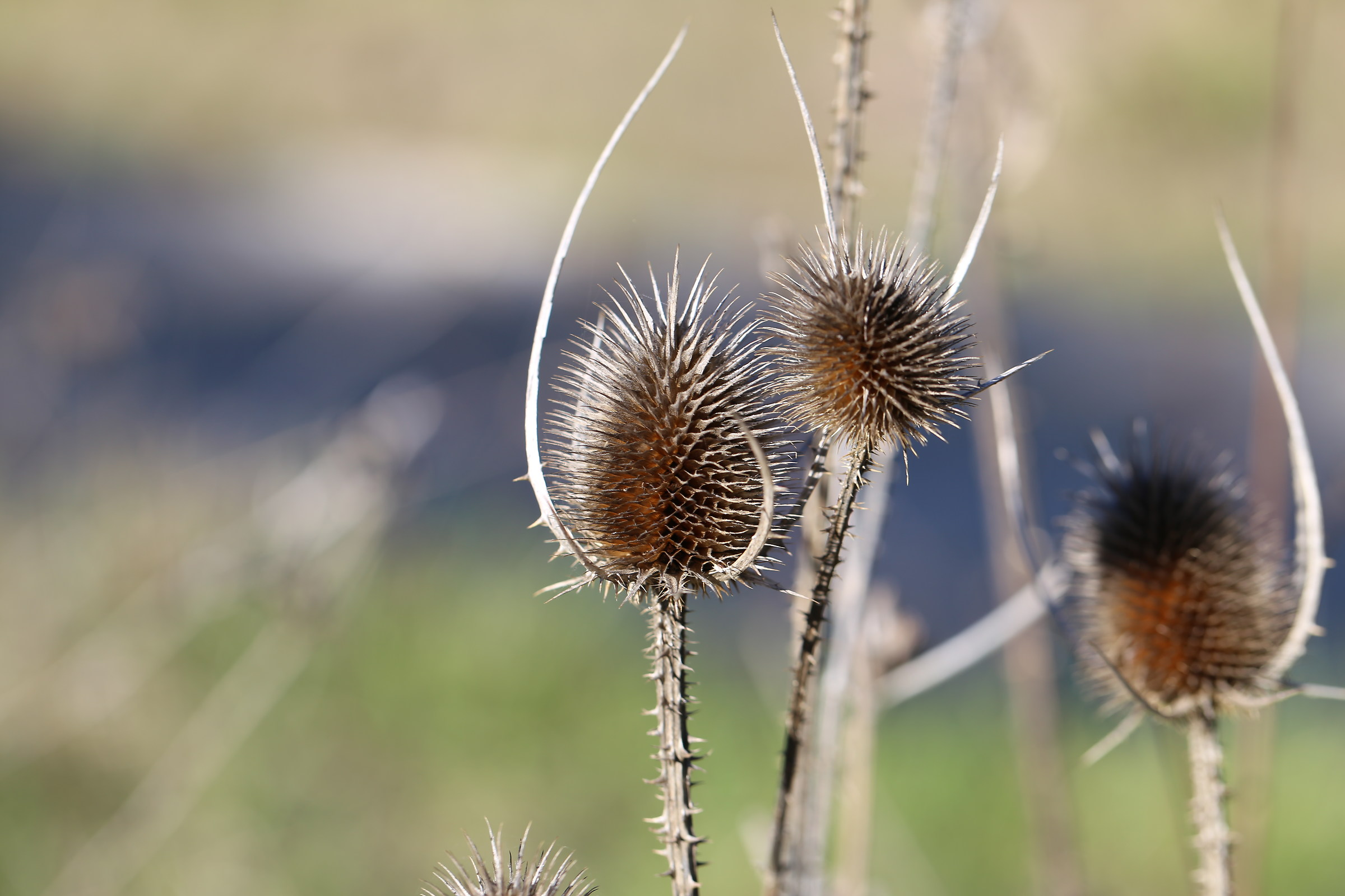 Un fiore di novembre...