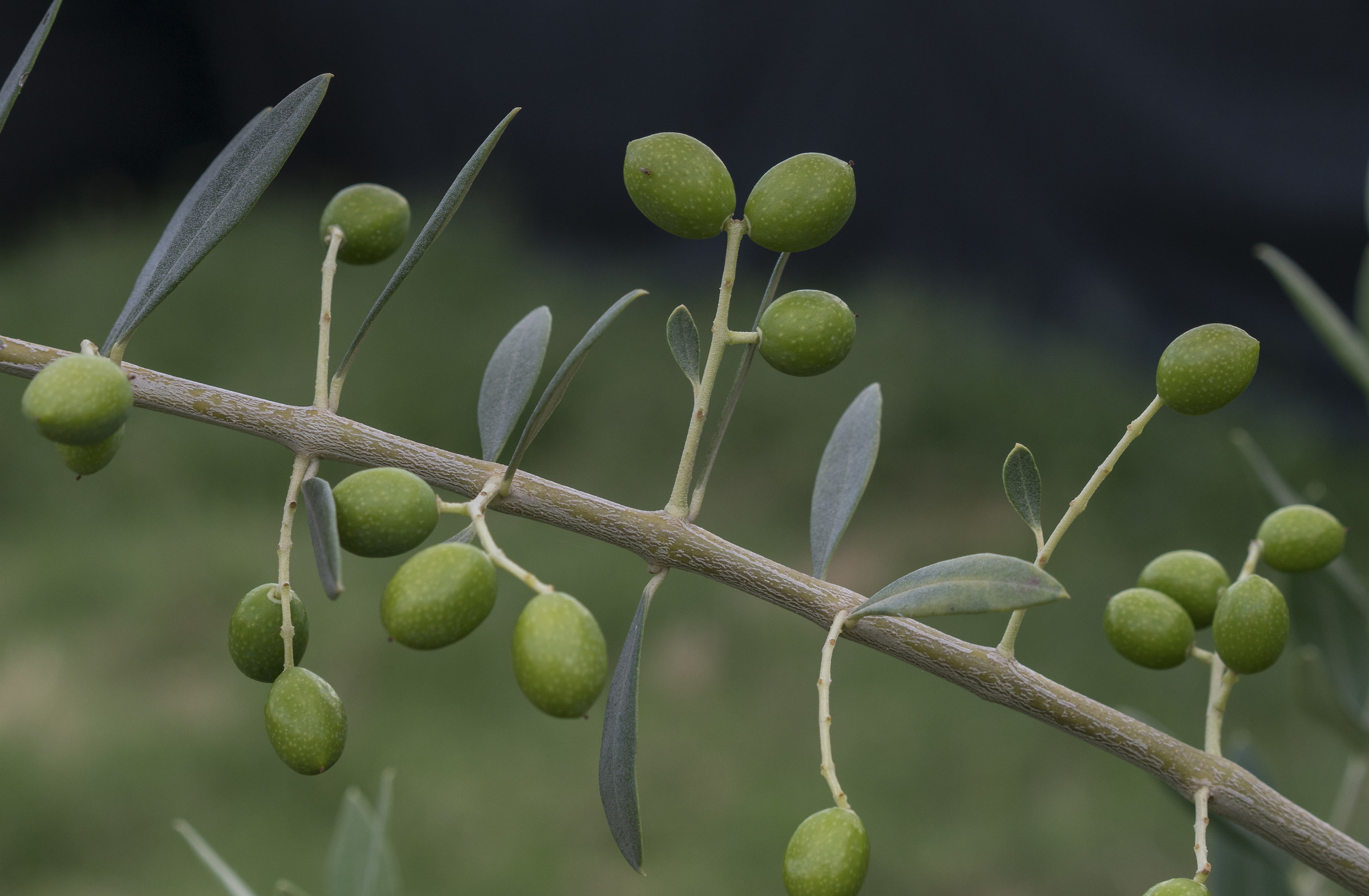 My first olives...
