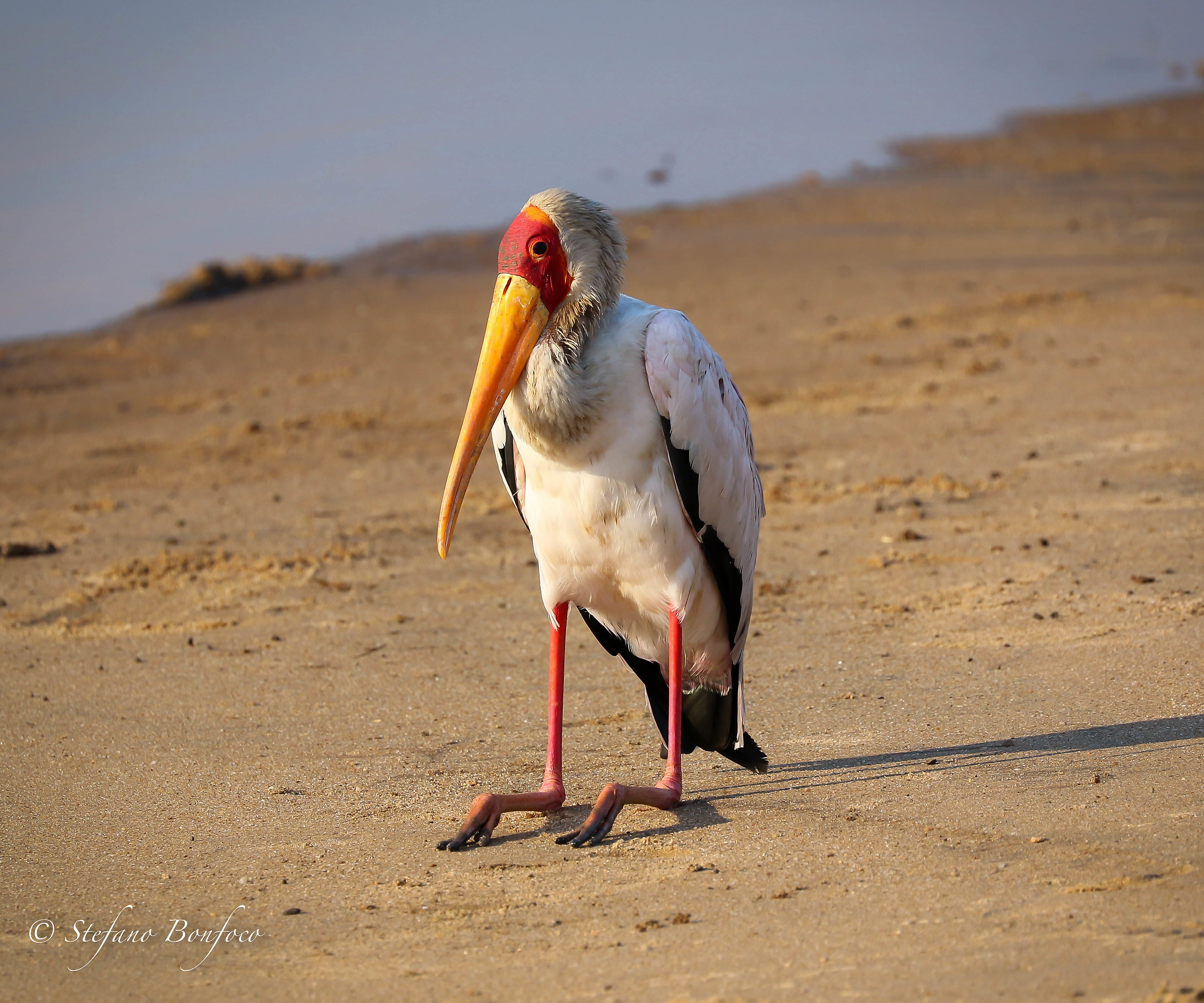 Yellow-billed Stork...