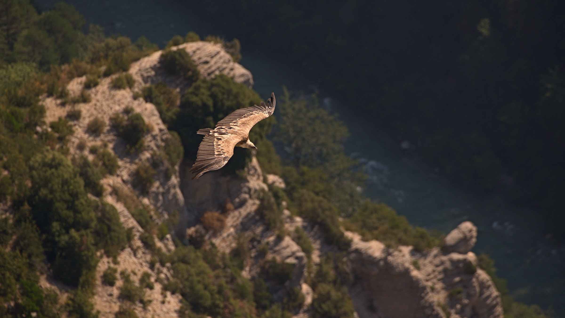 Griffin on the Verdon...