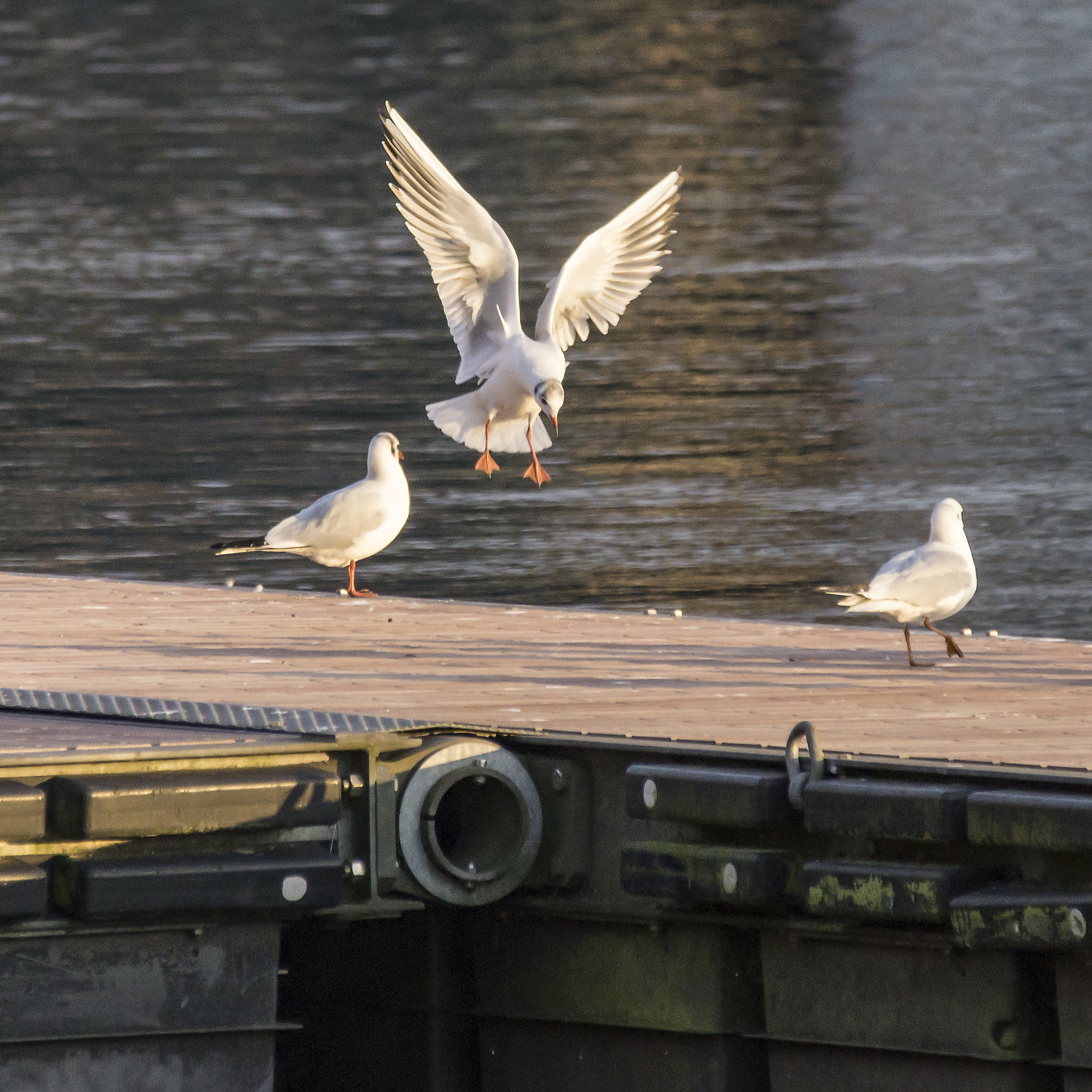 Seagull on landing...