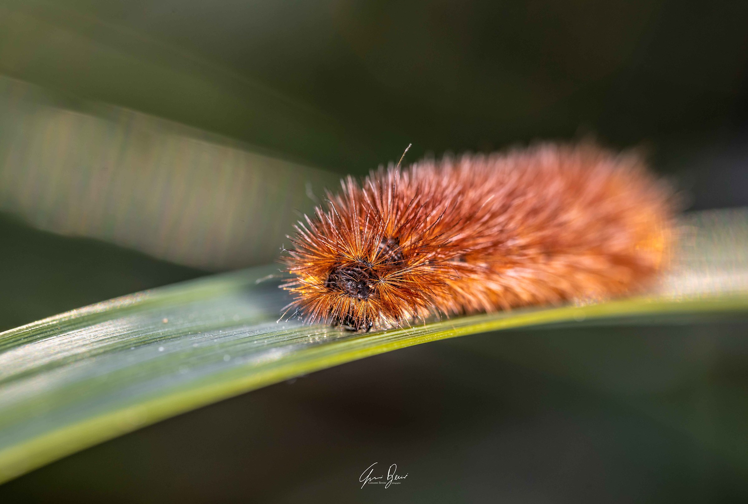 Hairy Caterpillar...