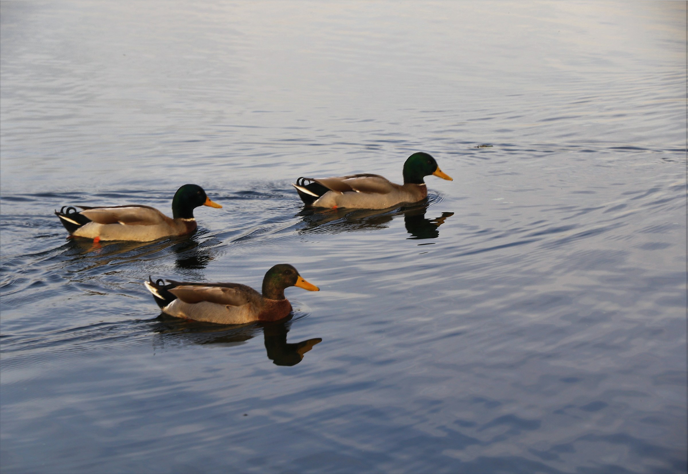 germani sul lago...