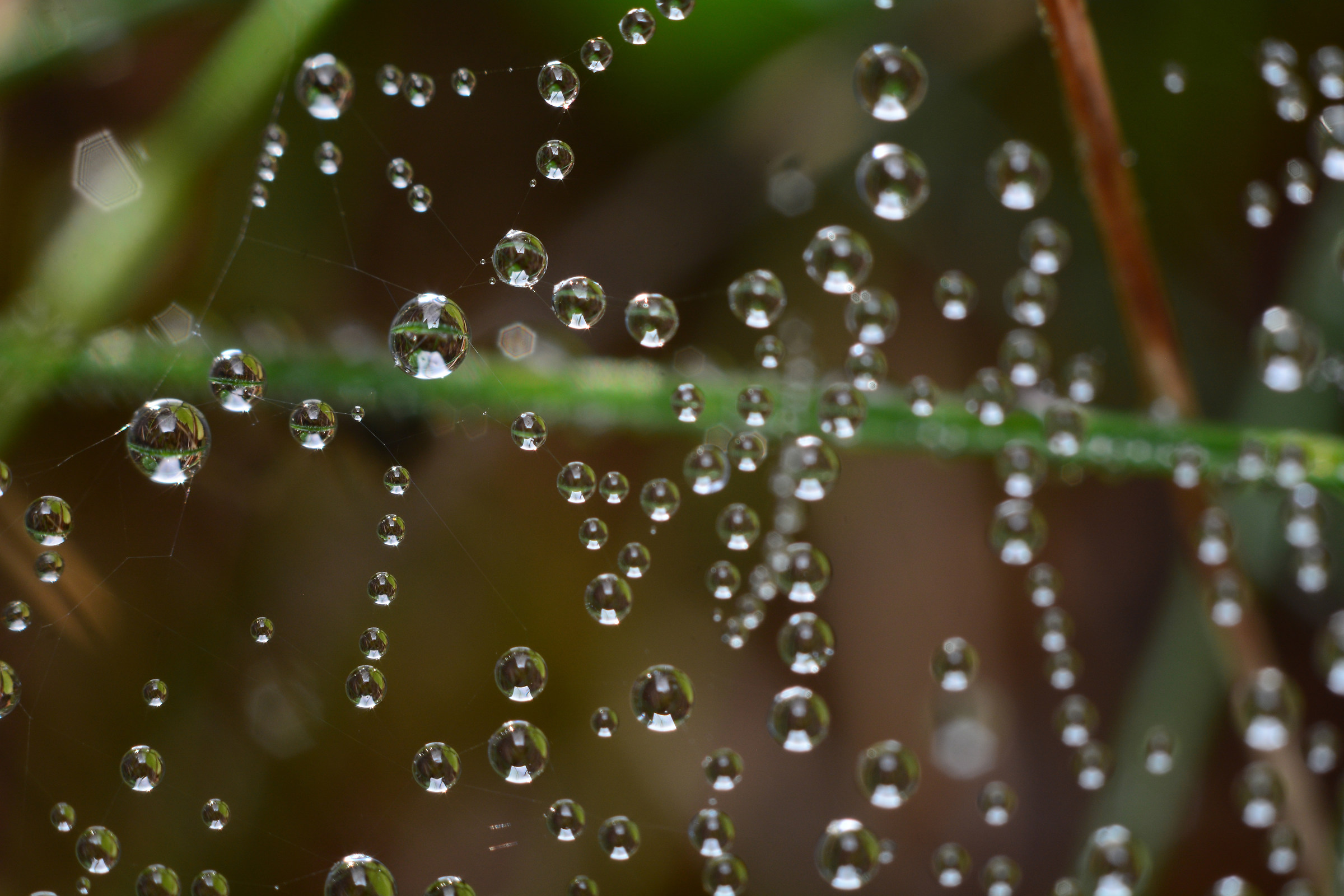 morning dew...