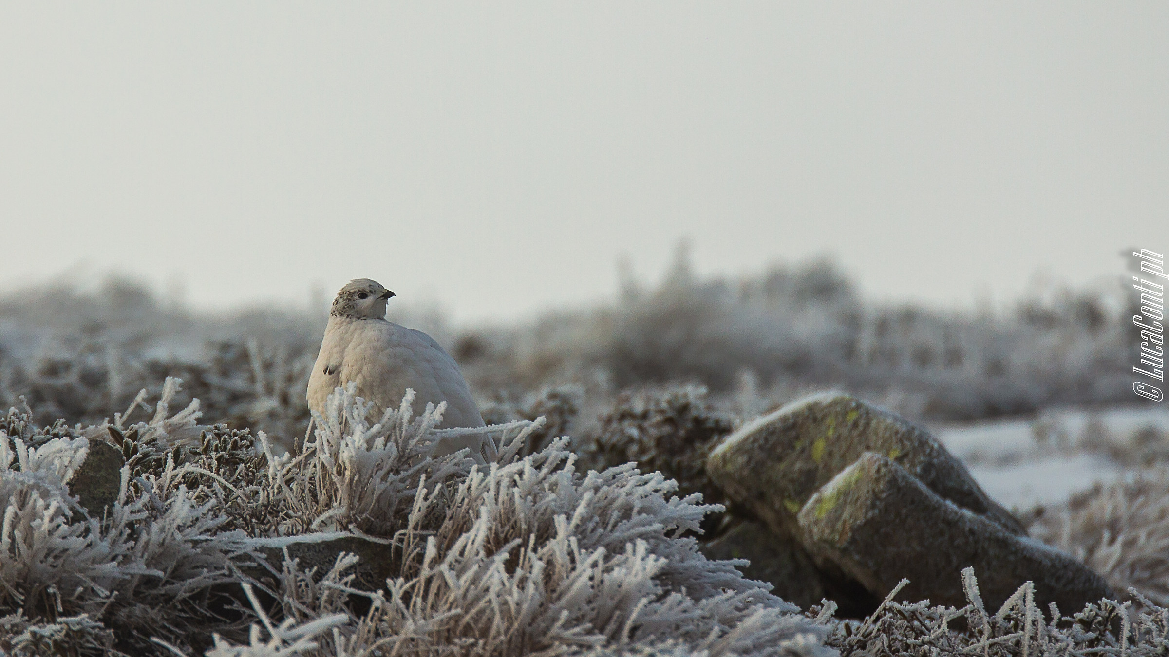 White Partridge Female (Valsassina)...