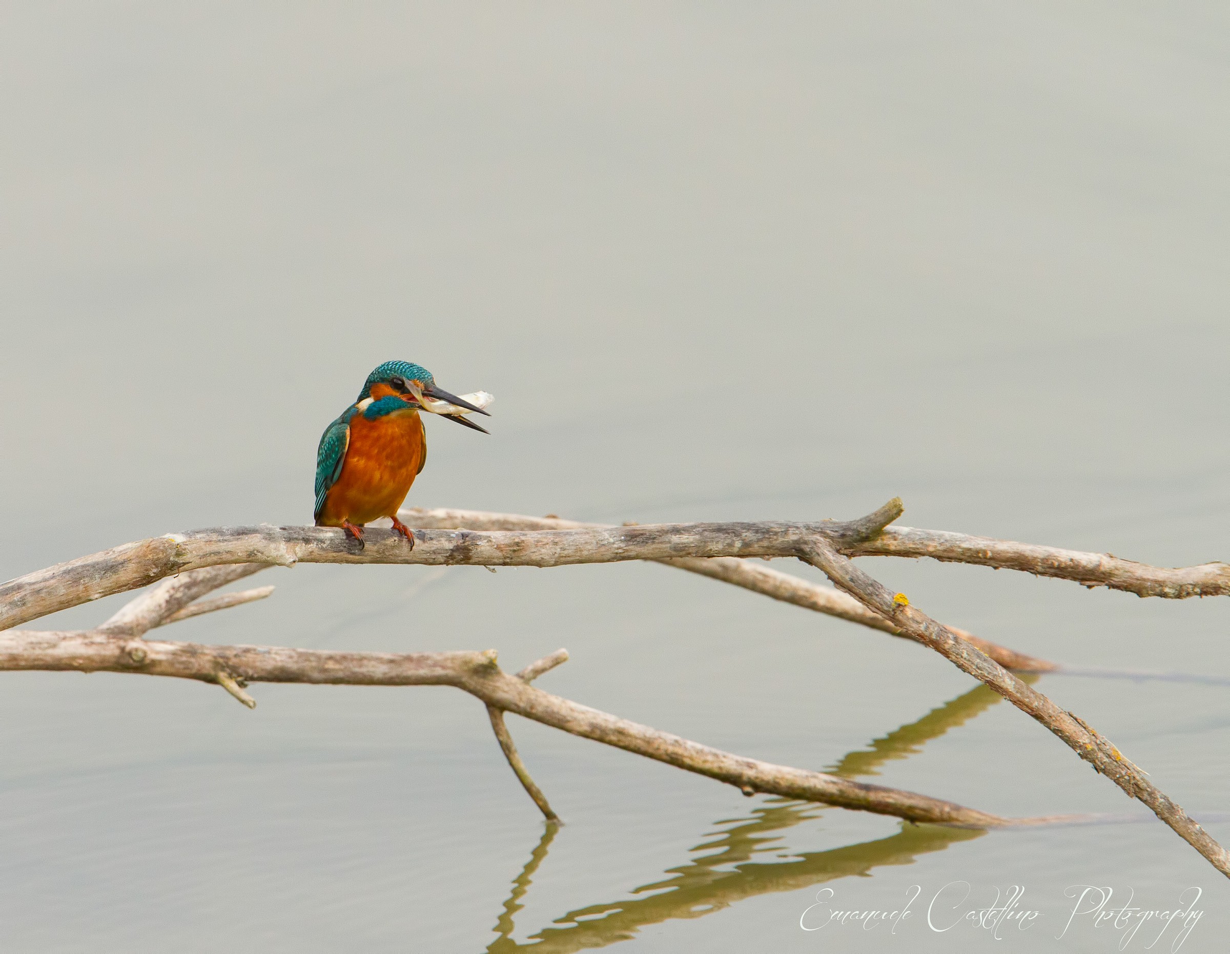 Kingfisher fishing...