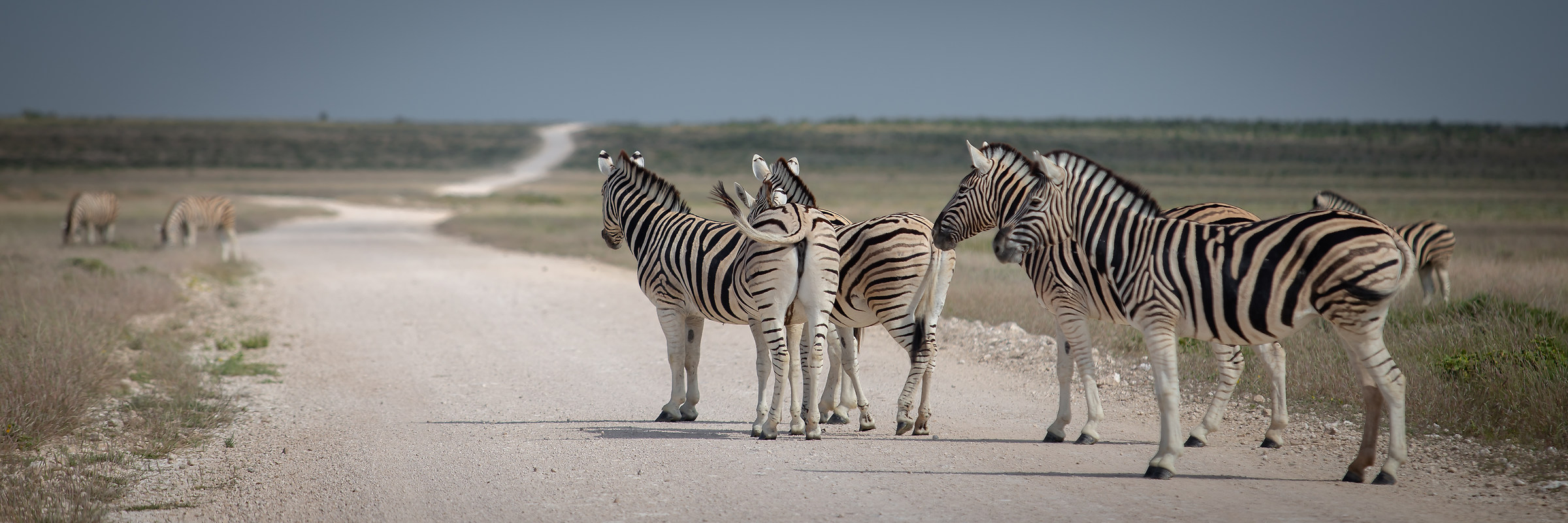 Zebras on the Road...