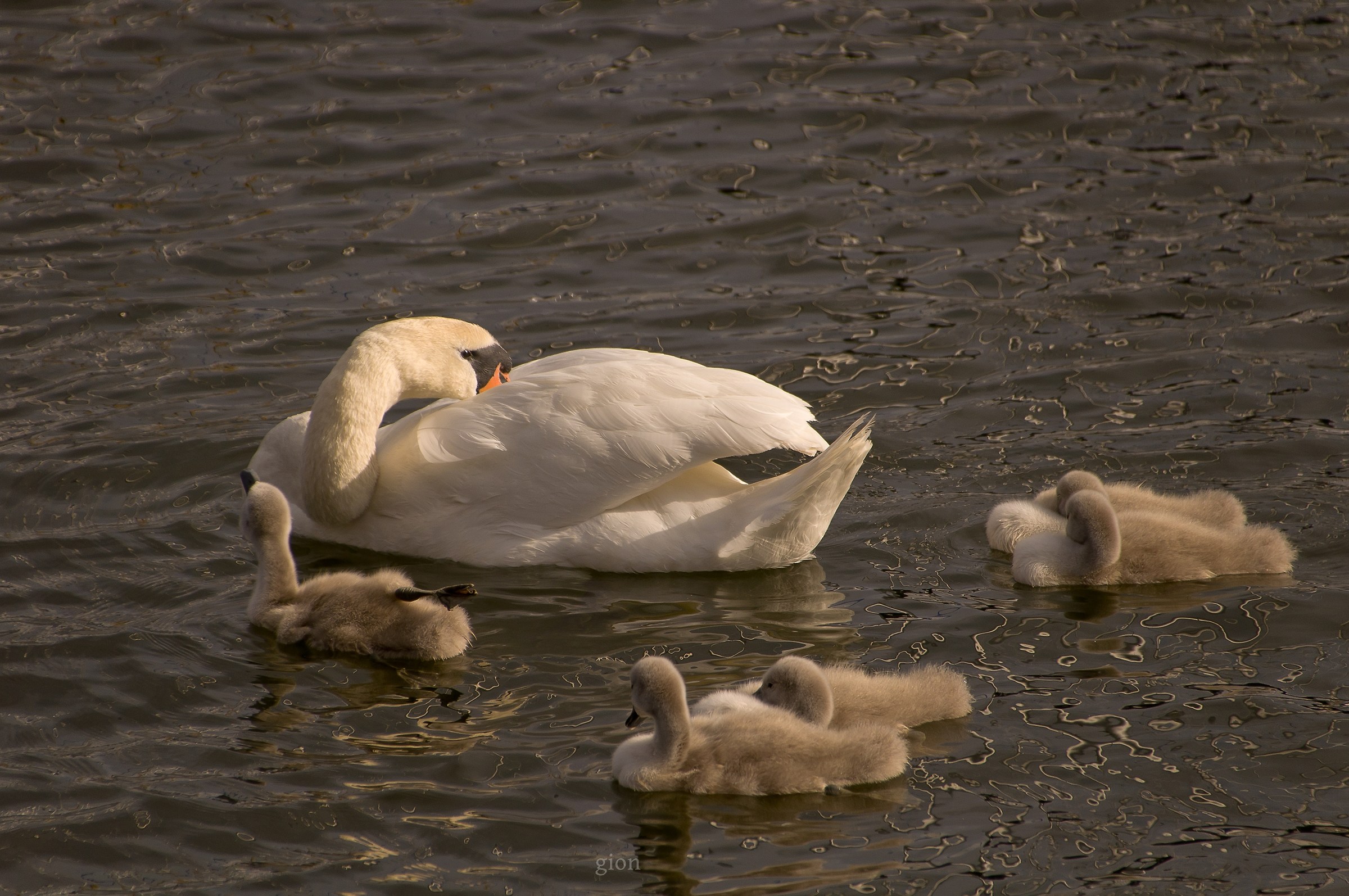 Swan with cubs...