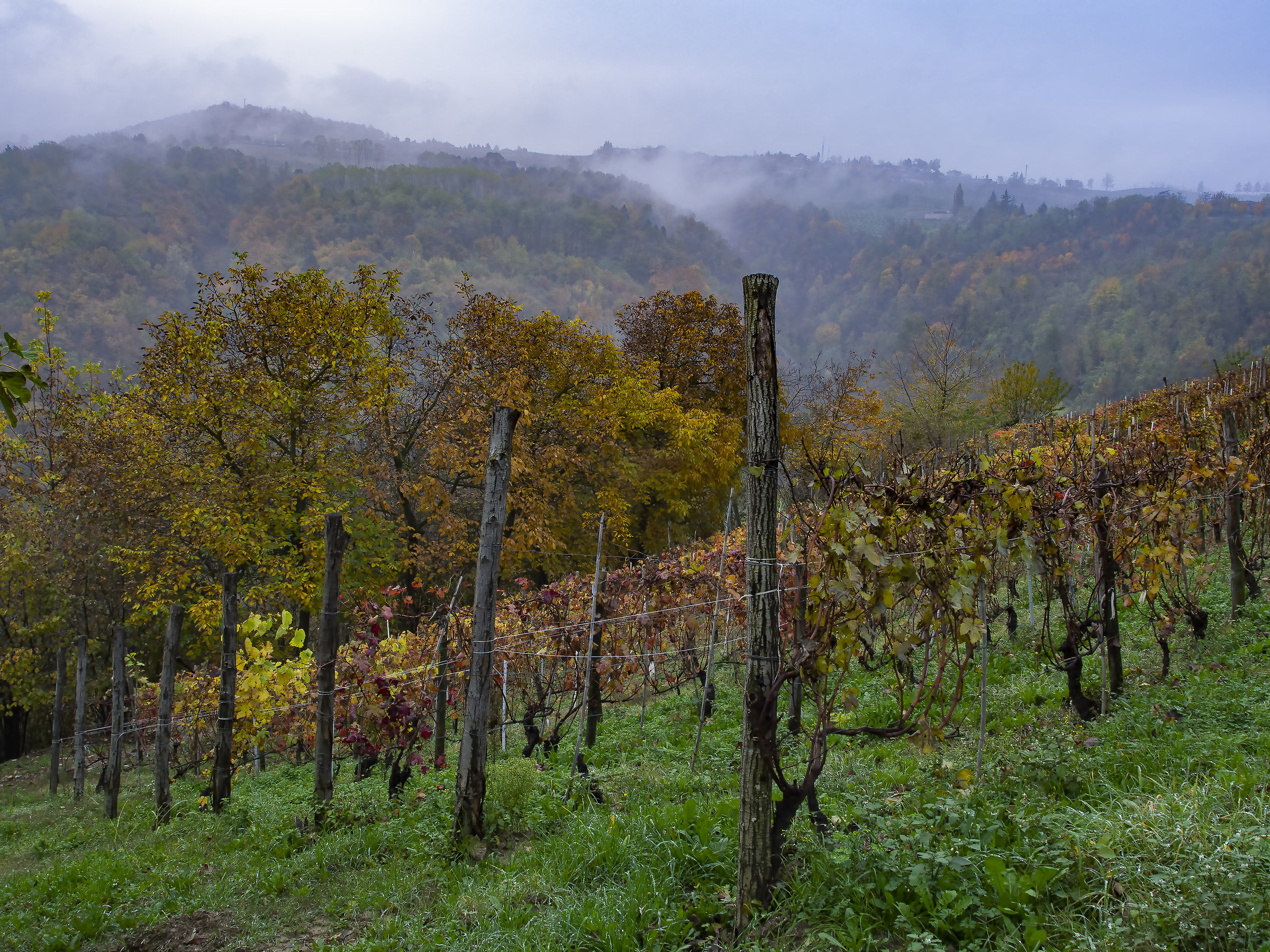 Brume in the Langhe...