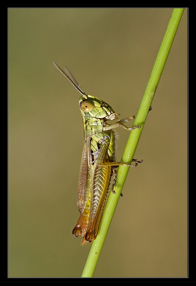 Locust...