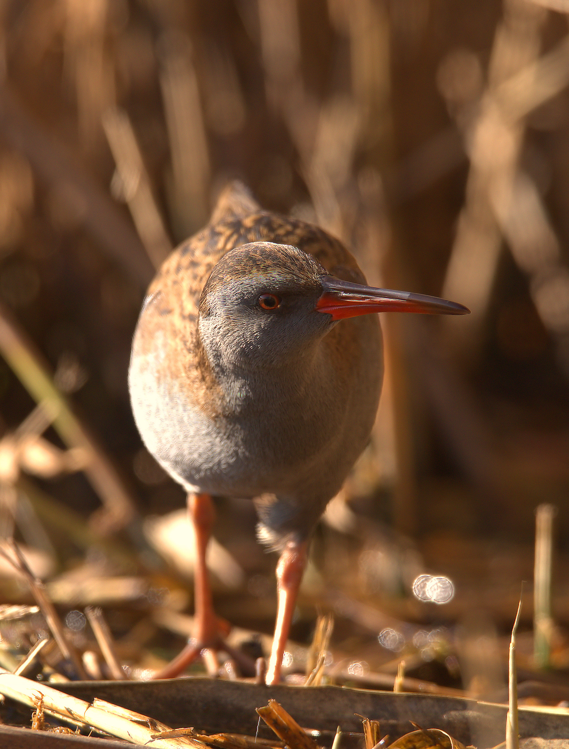 Water Rail...