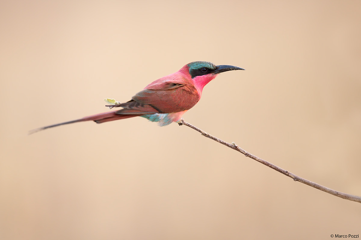 Southern Carmine Bee-Eater...