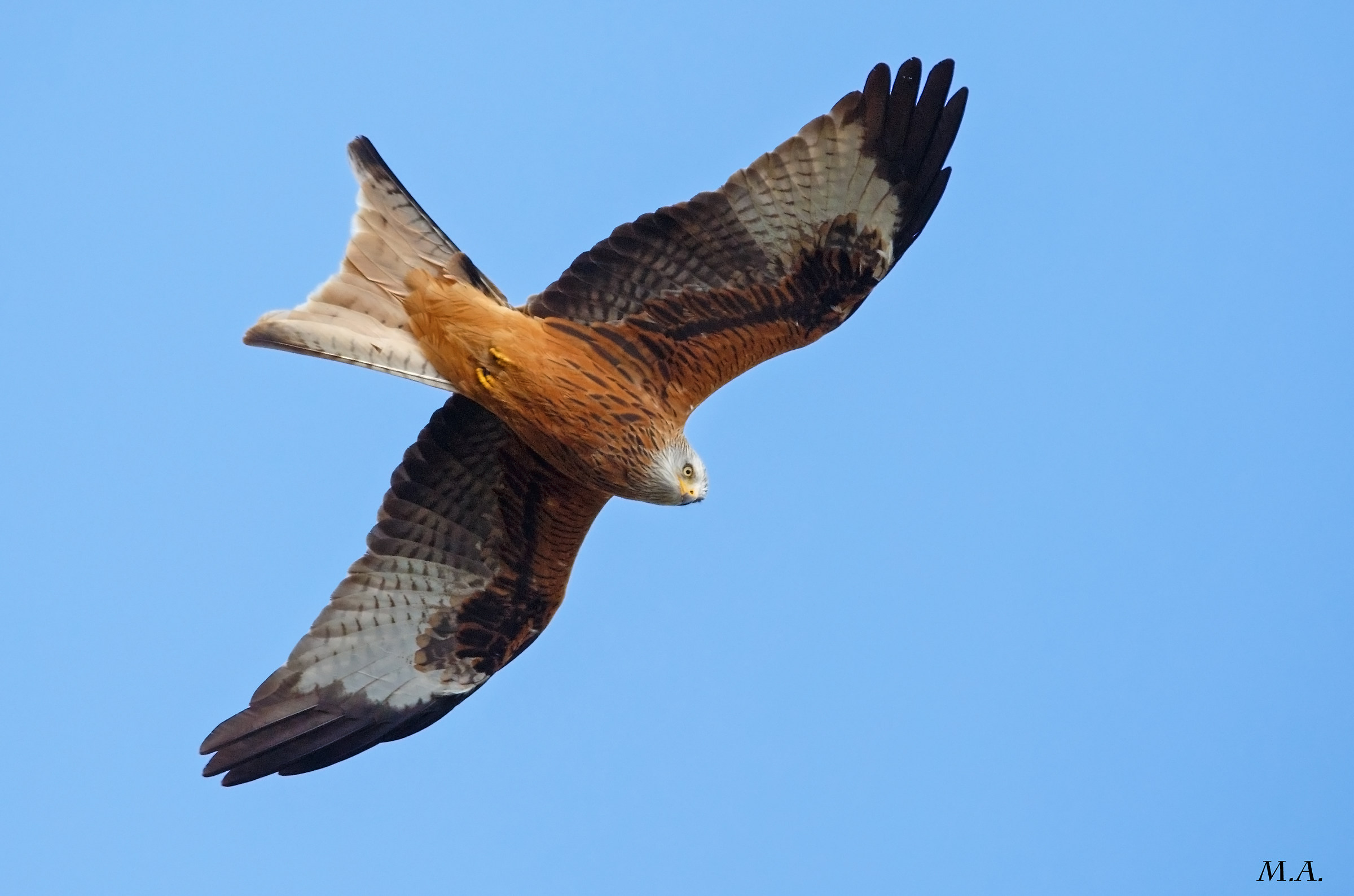 The colors of the royal kite...