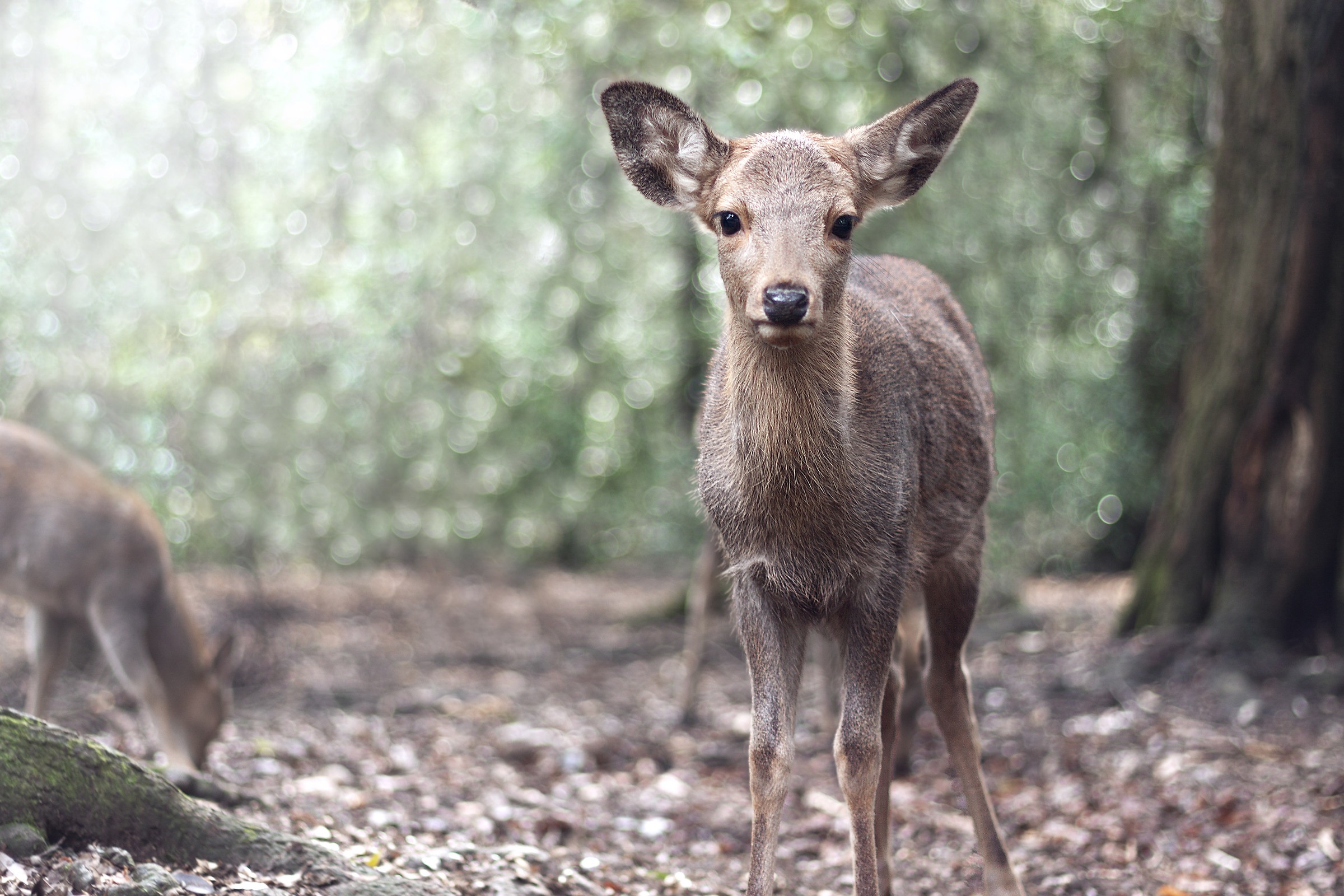 Deer in Nara...