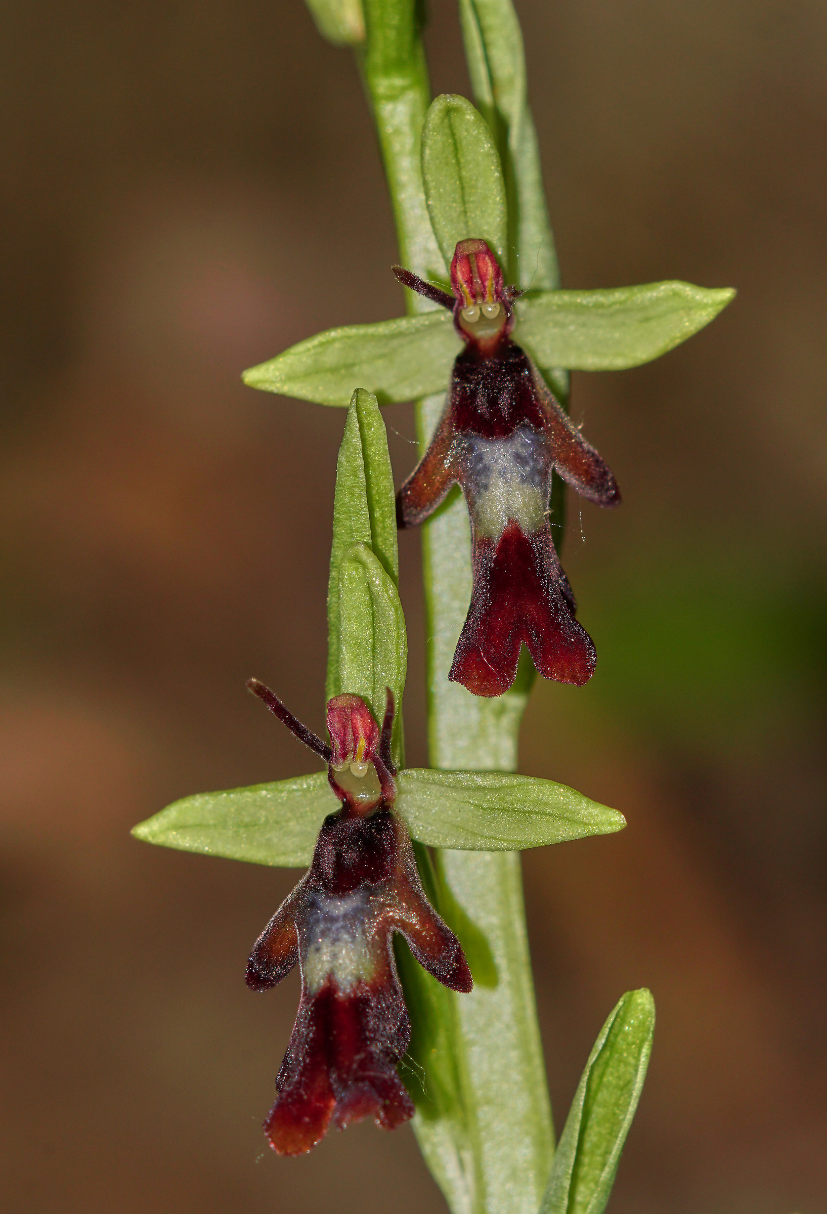 Ophrys insectifera...