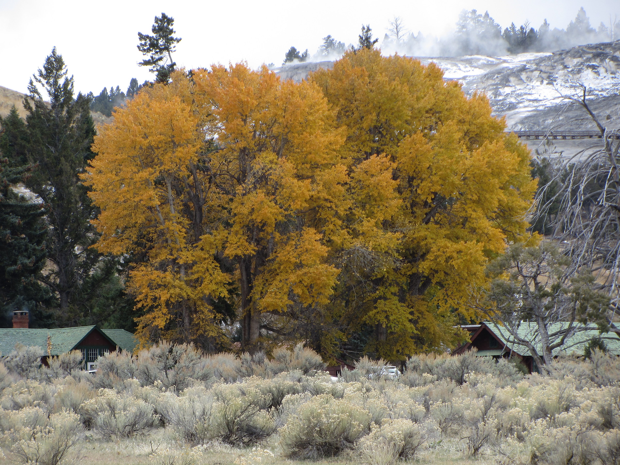 Autumn in Yellowstone...