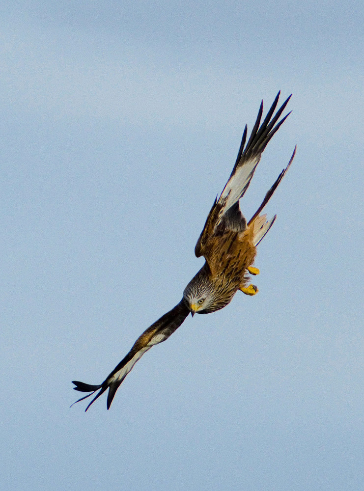 Dive of a Red Kite...
