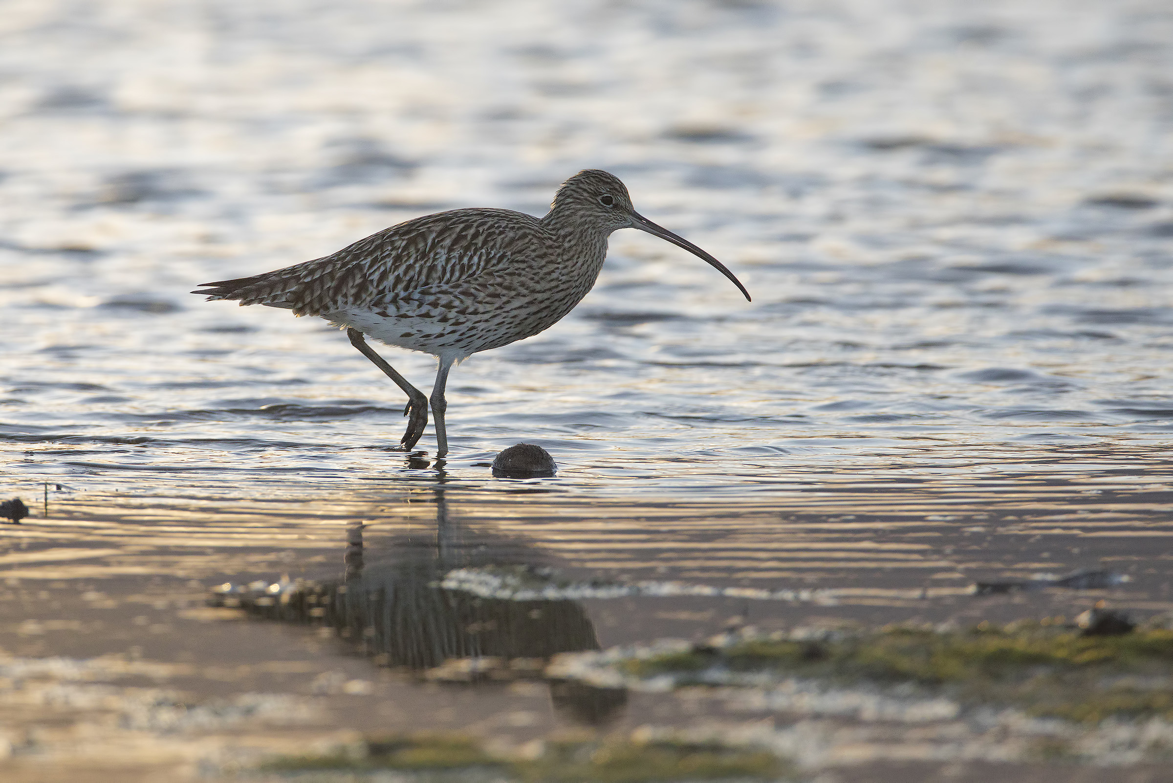 Curlew at sunset...