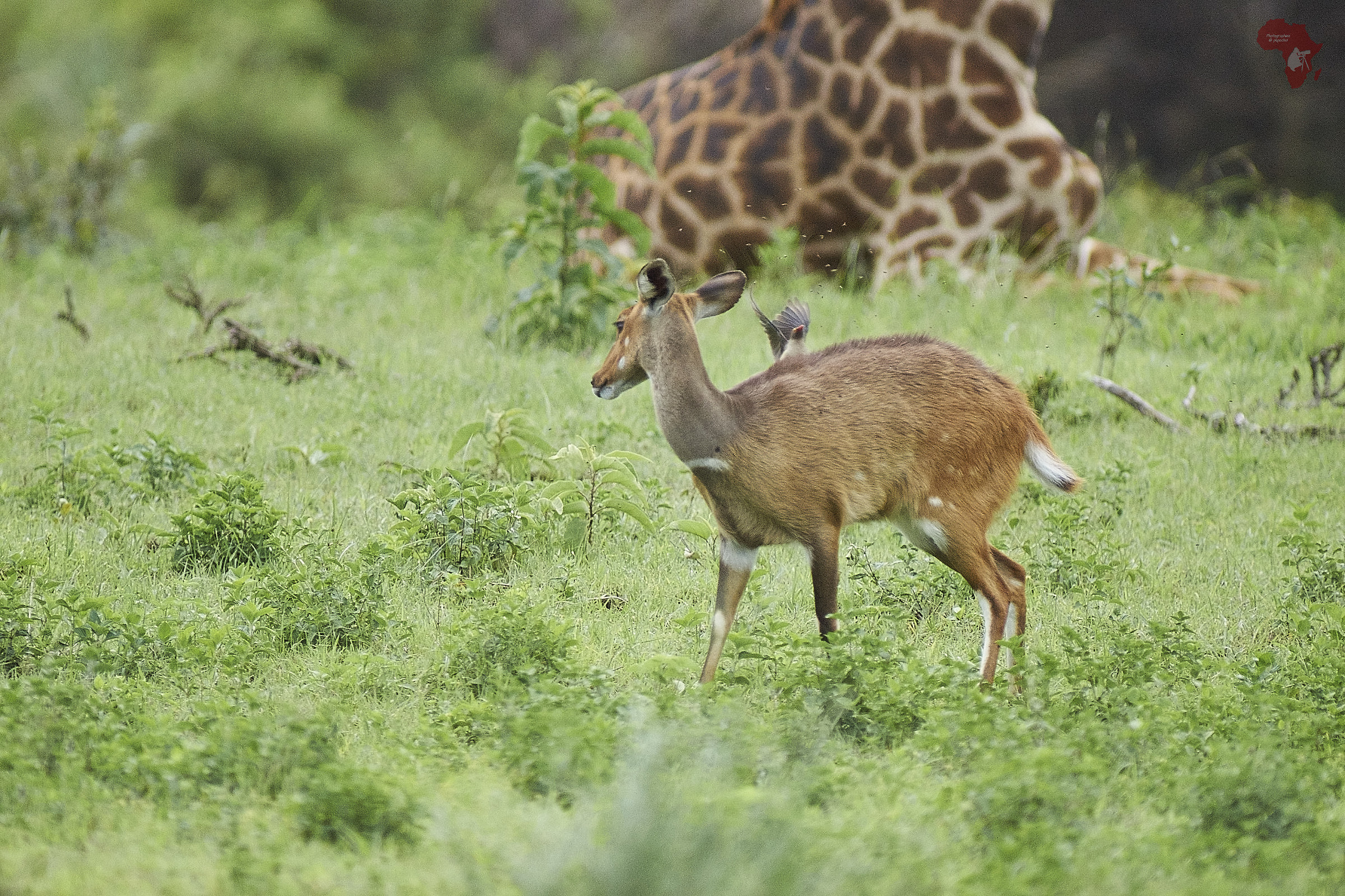 Bushbuck femminile, Arusha NP (TZ)...
