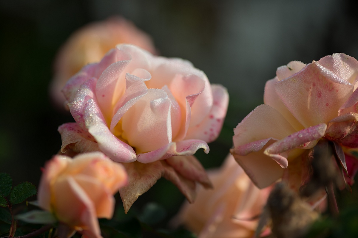 Wet pink...