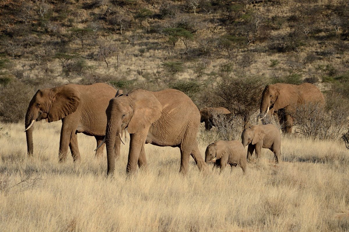 Herd of Elephants...