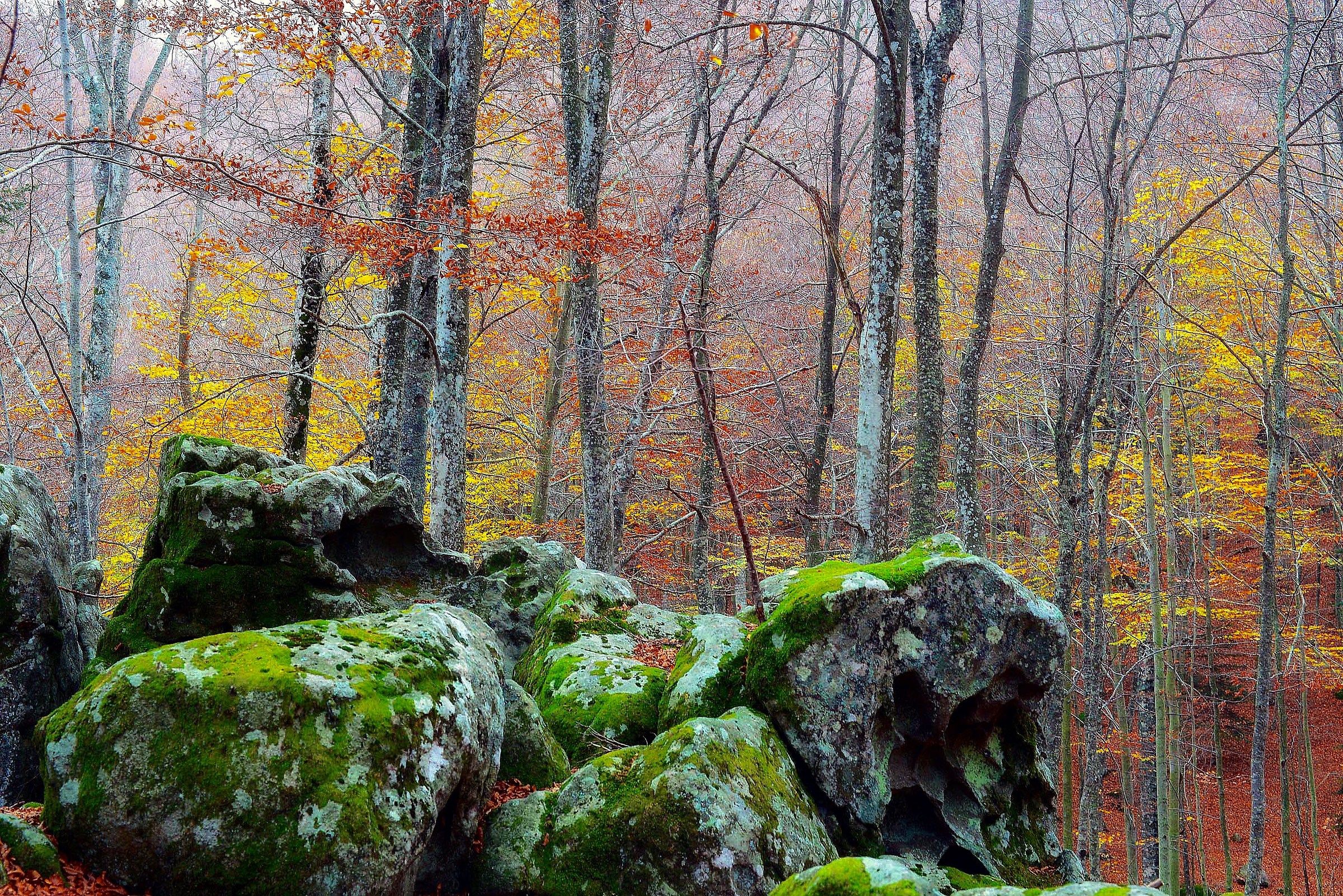 The Beech forest in autumn on Mount Amiata...