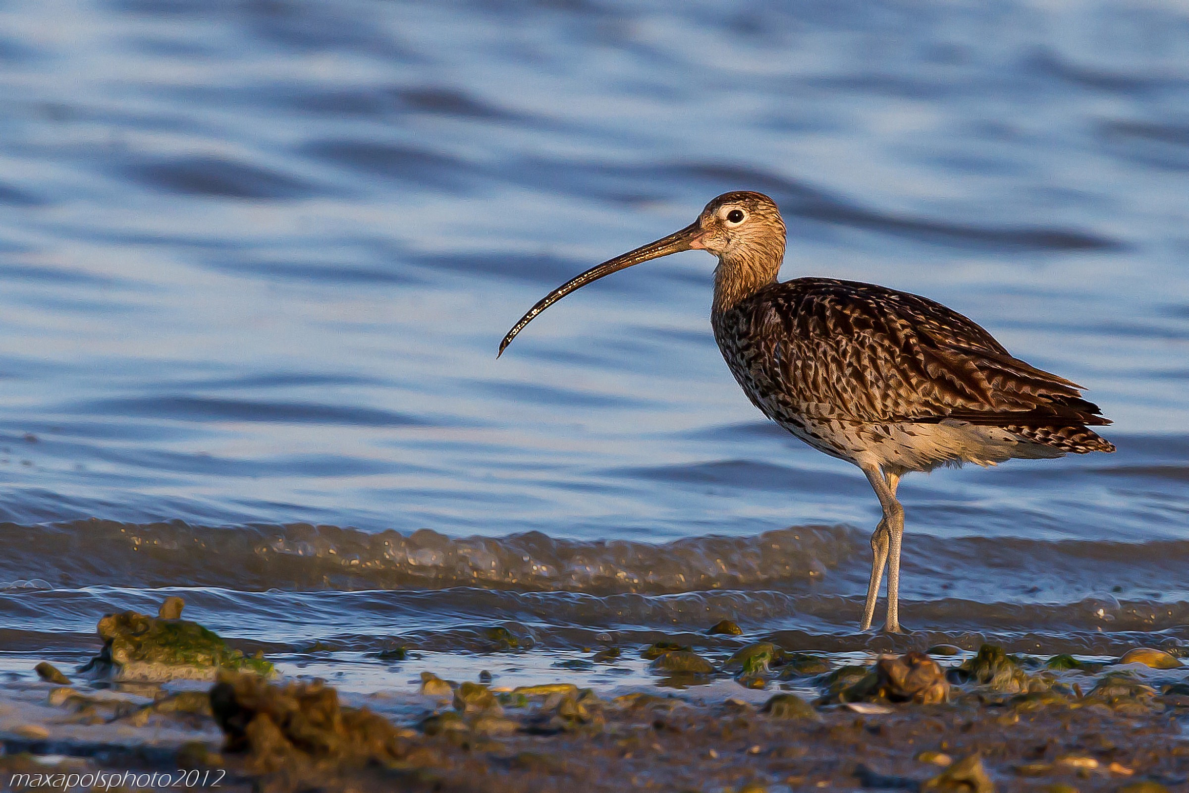 curlew greater at sunset .....