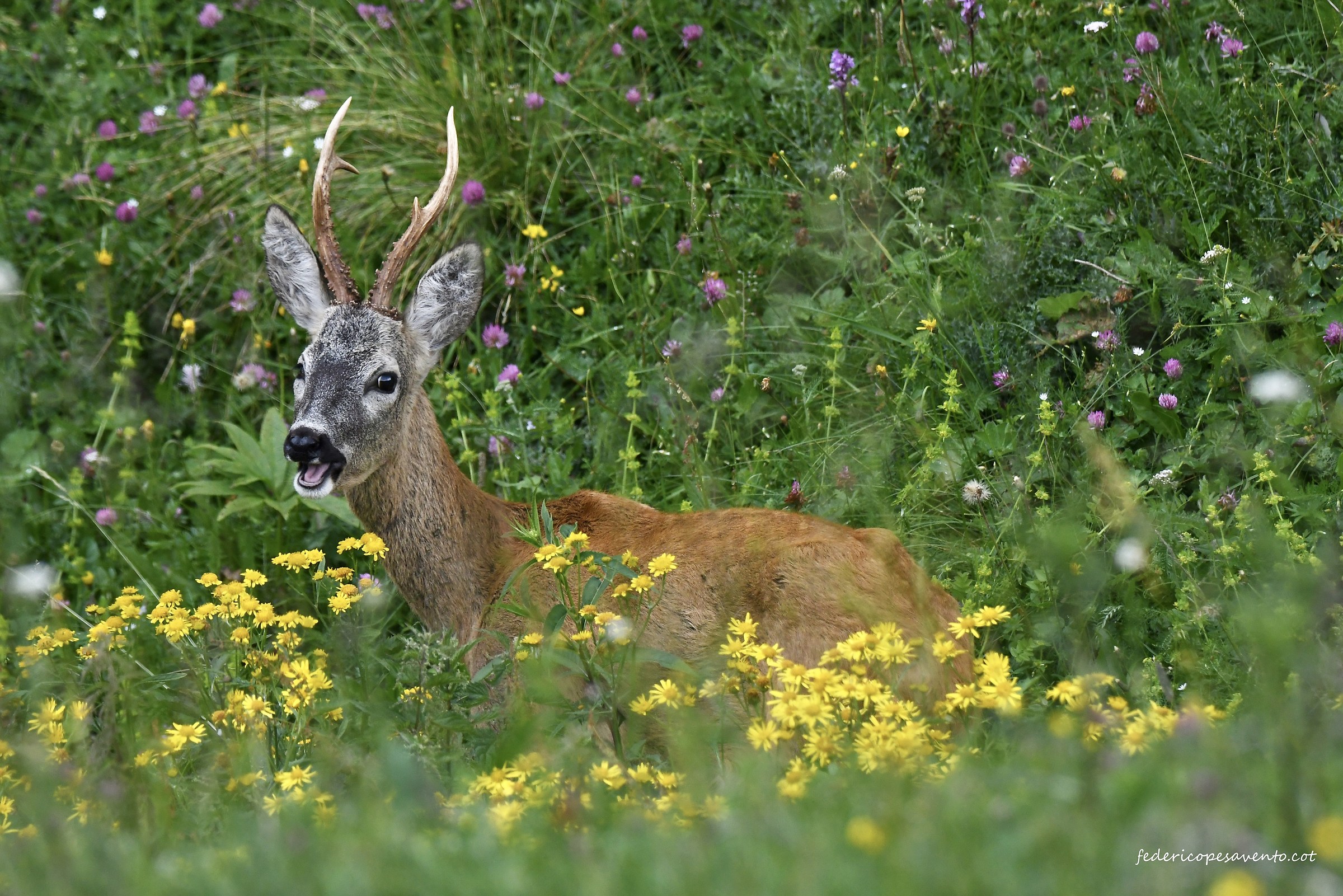 Male roe Deer ...