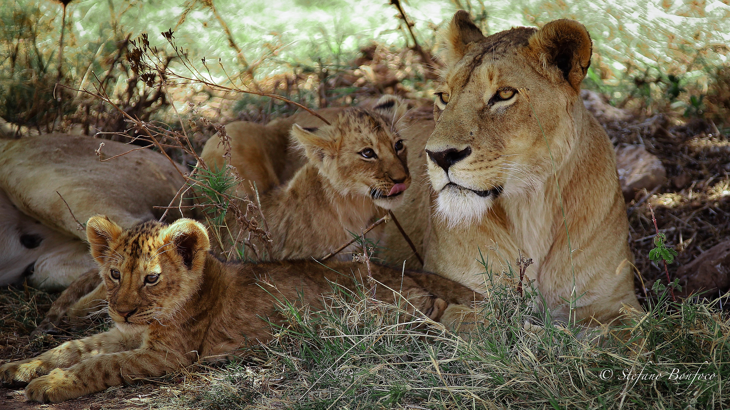 Family of Lions (Panthera leo)...