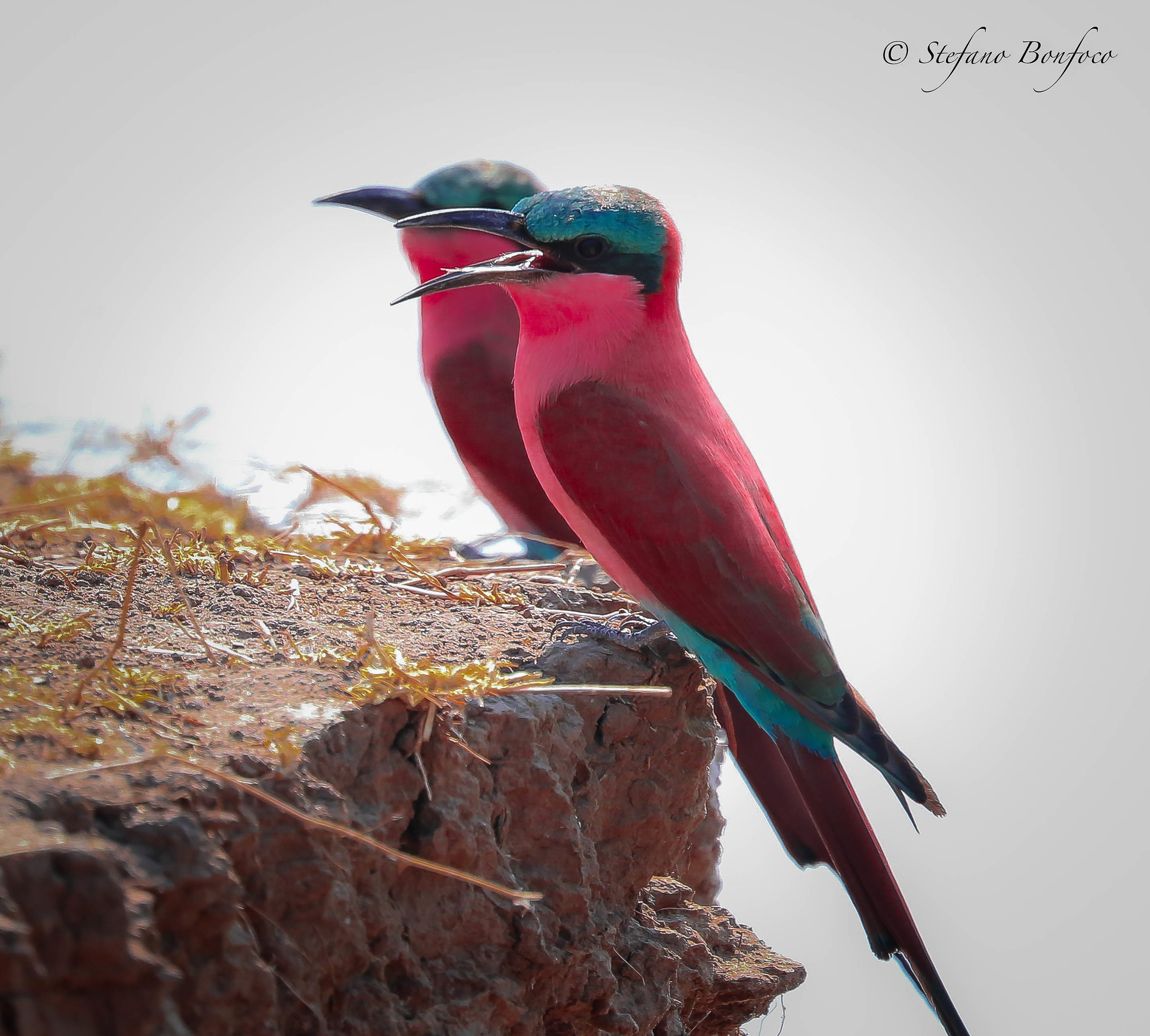 Southern Carmine Bee-eater (Merops nubicoides)...