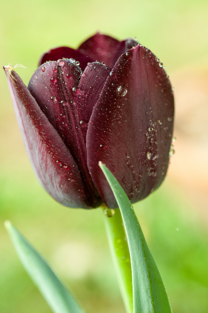 Tulipano nero - Sigurta...