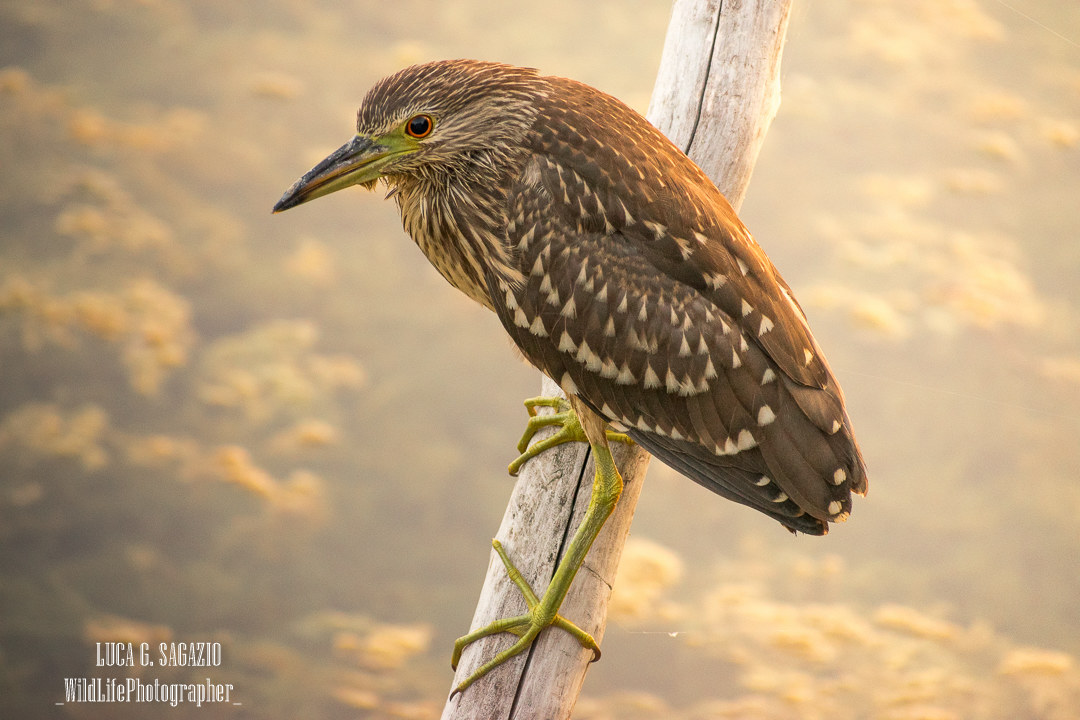 Night Heron...