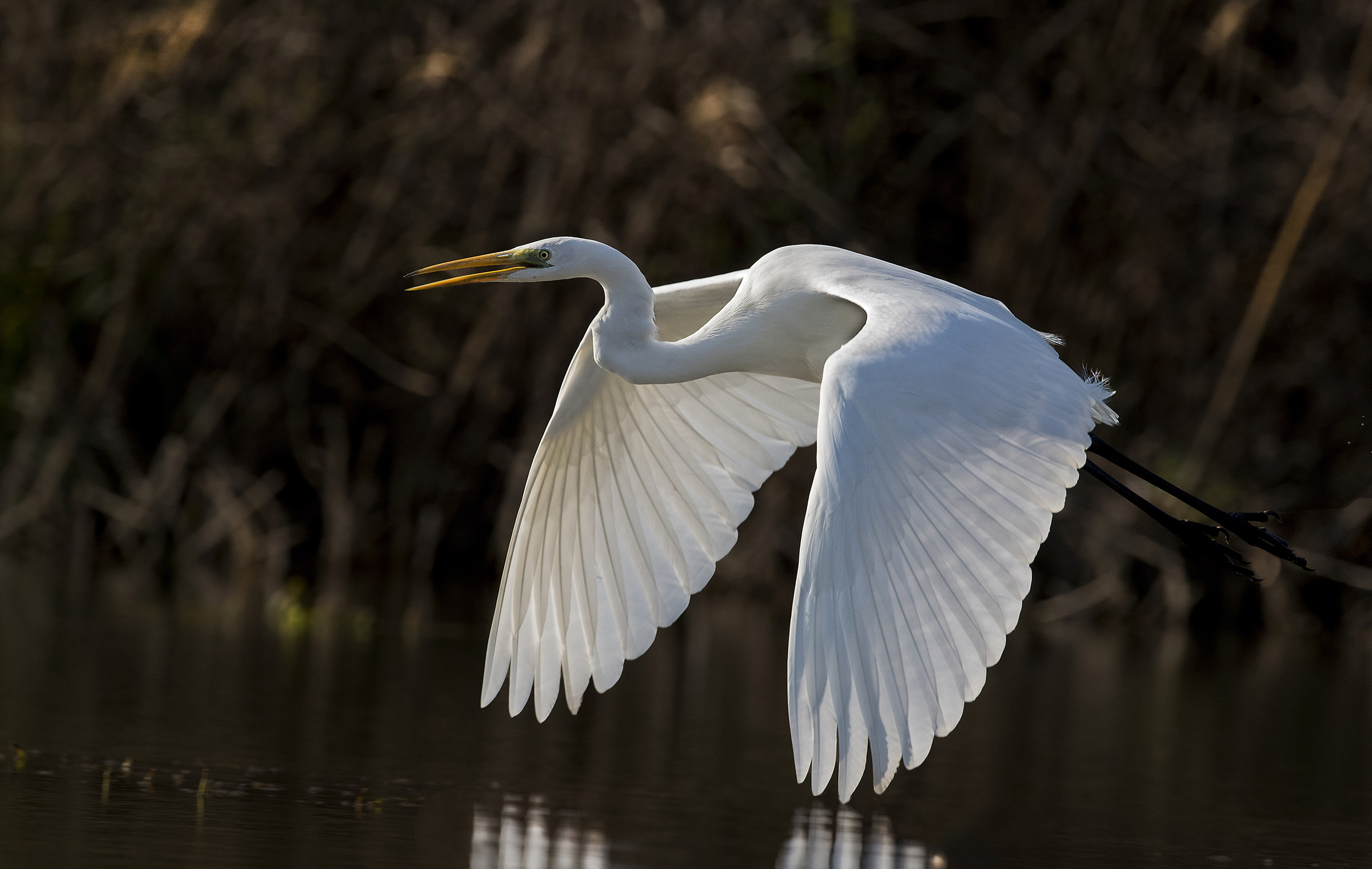 Greater White Heron...