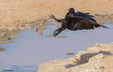 Corvus capensis