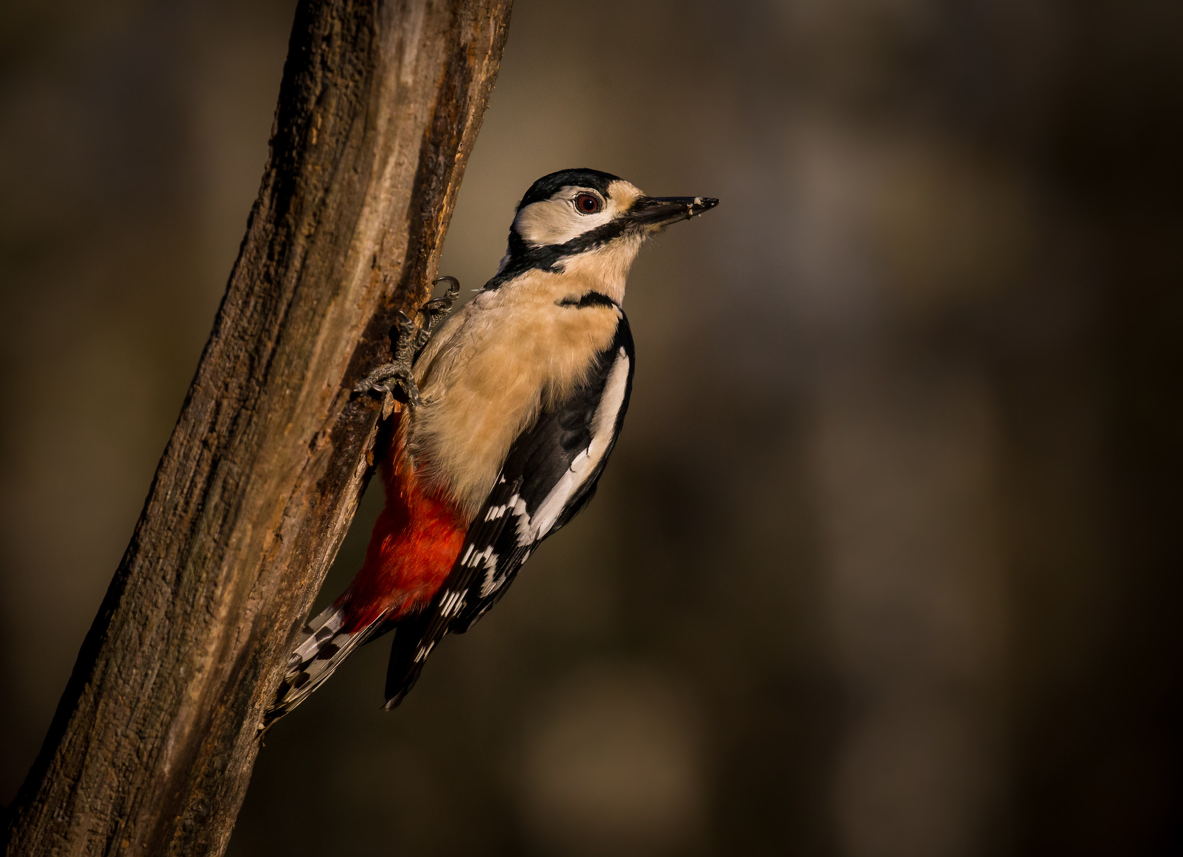 Big Red woodpeckers (female)...