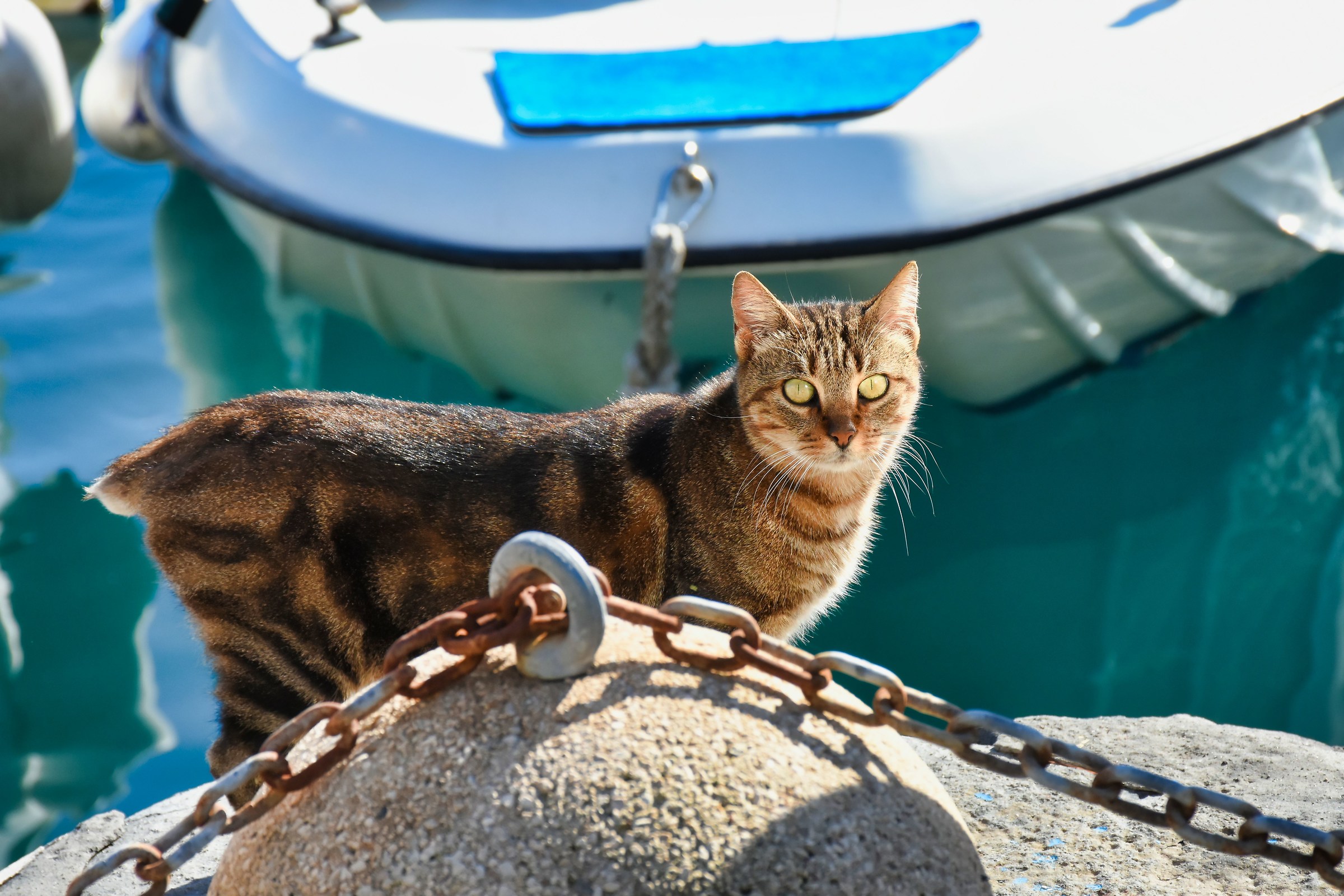 gatto marino...
