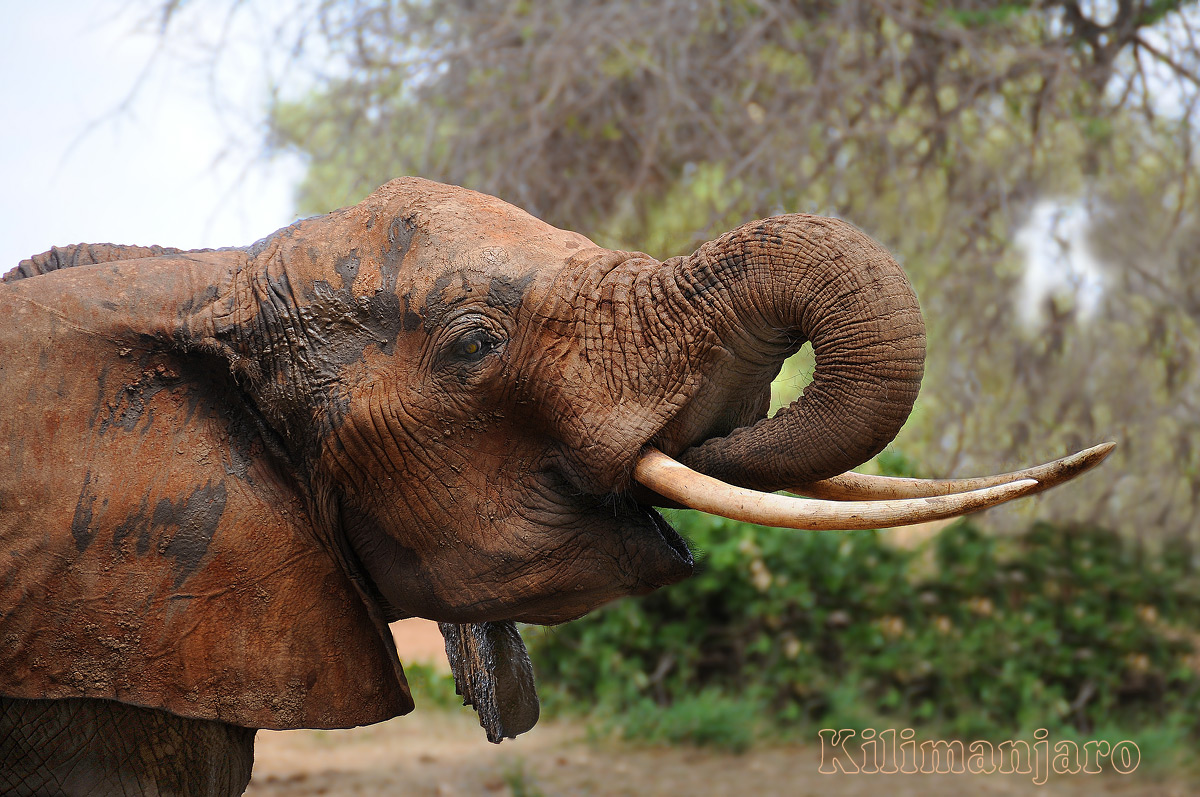 Red elephant Tsavo East Kenya...