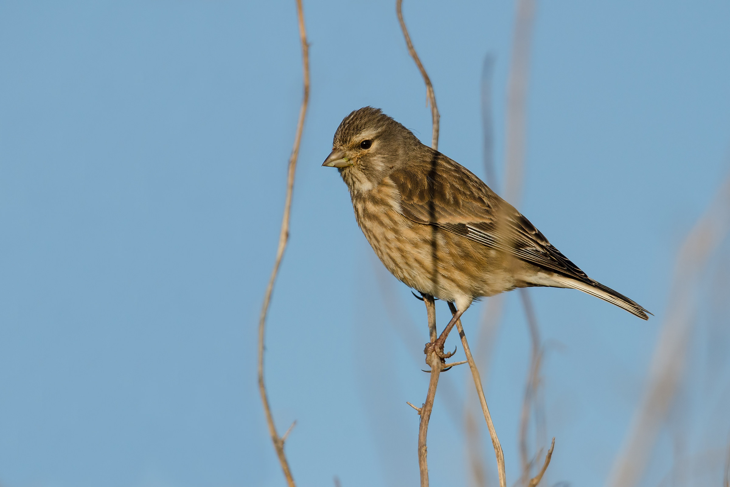 Linnet...