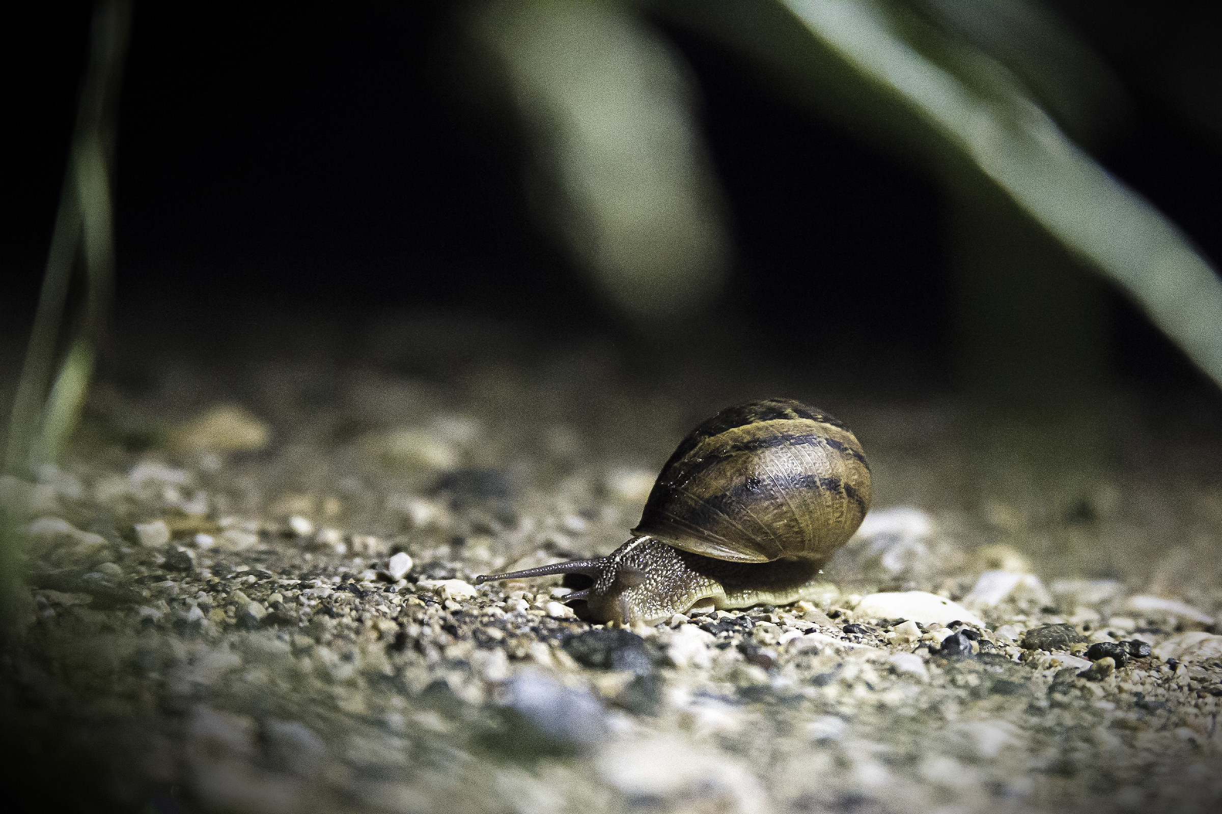 Night snail...