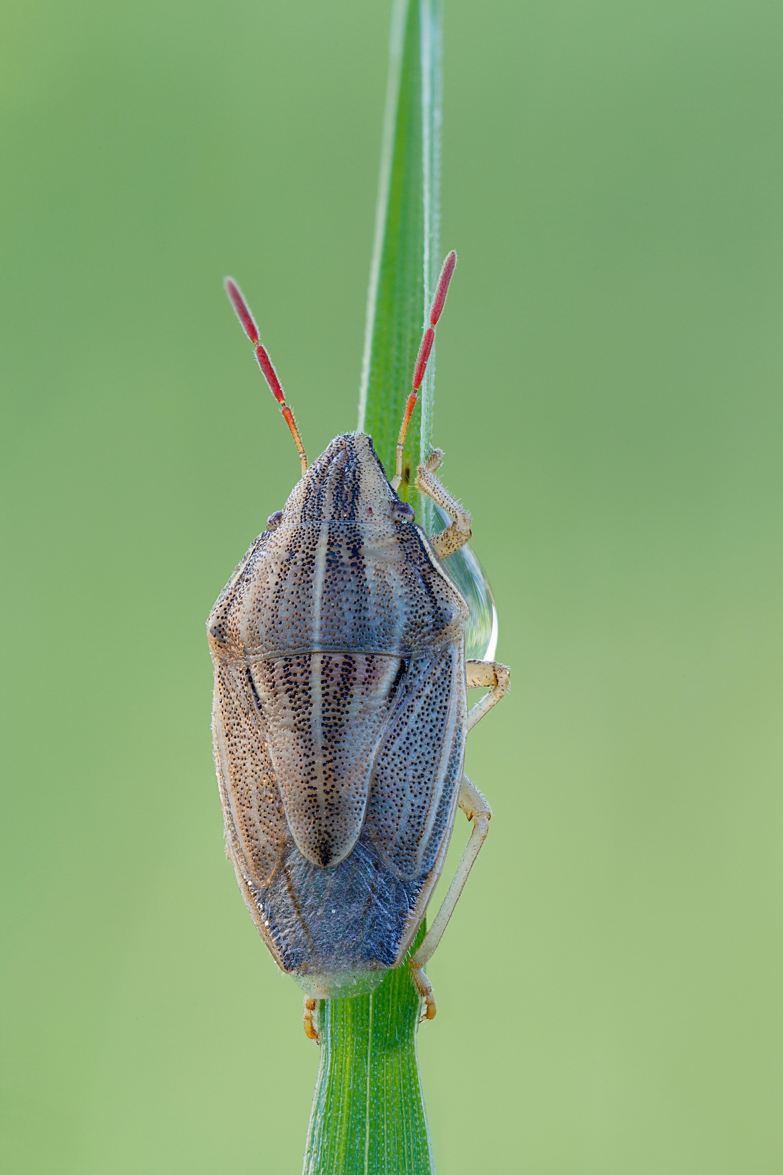 Aelia bug on grass blade...