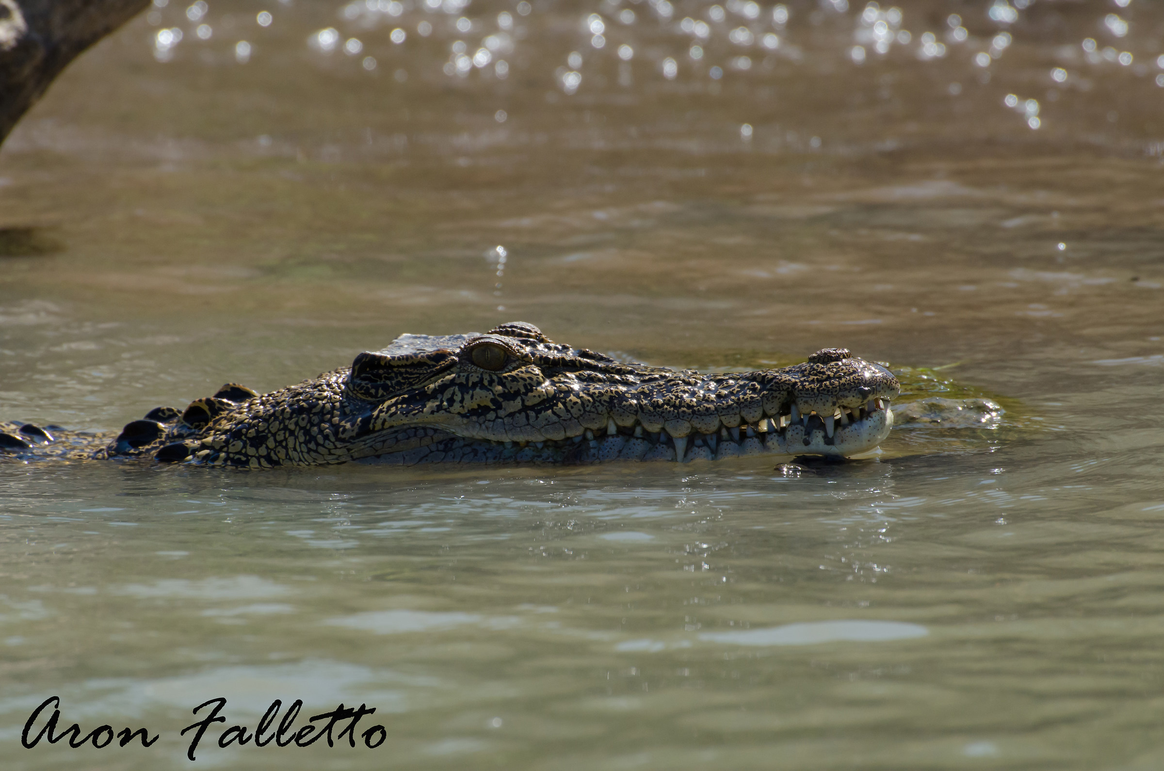 Saltwater Crocodile (Crocodylus porosus)...