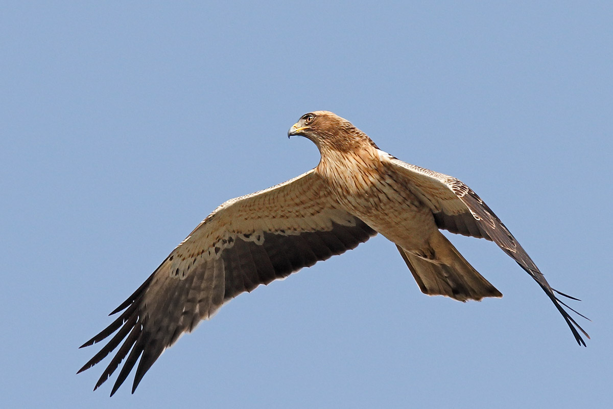 Aquila minore (morfismo chiaro-rossiccio)...