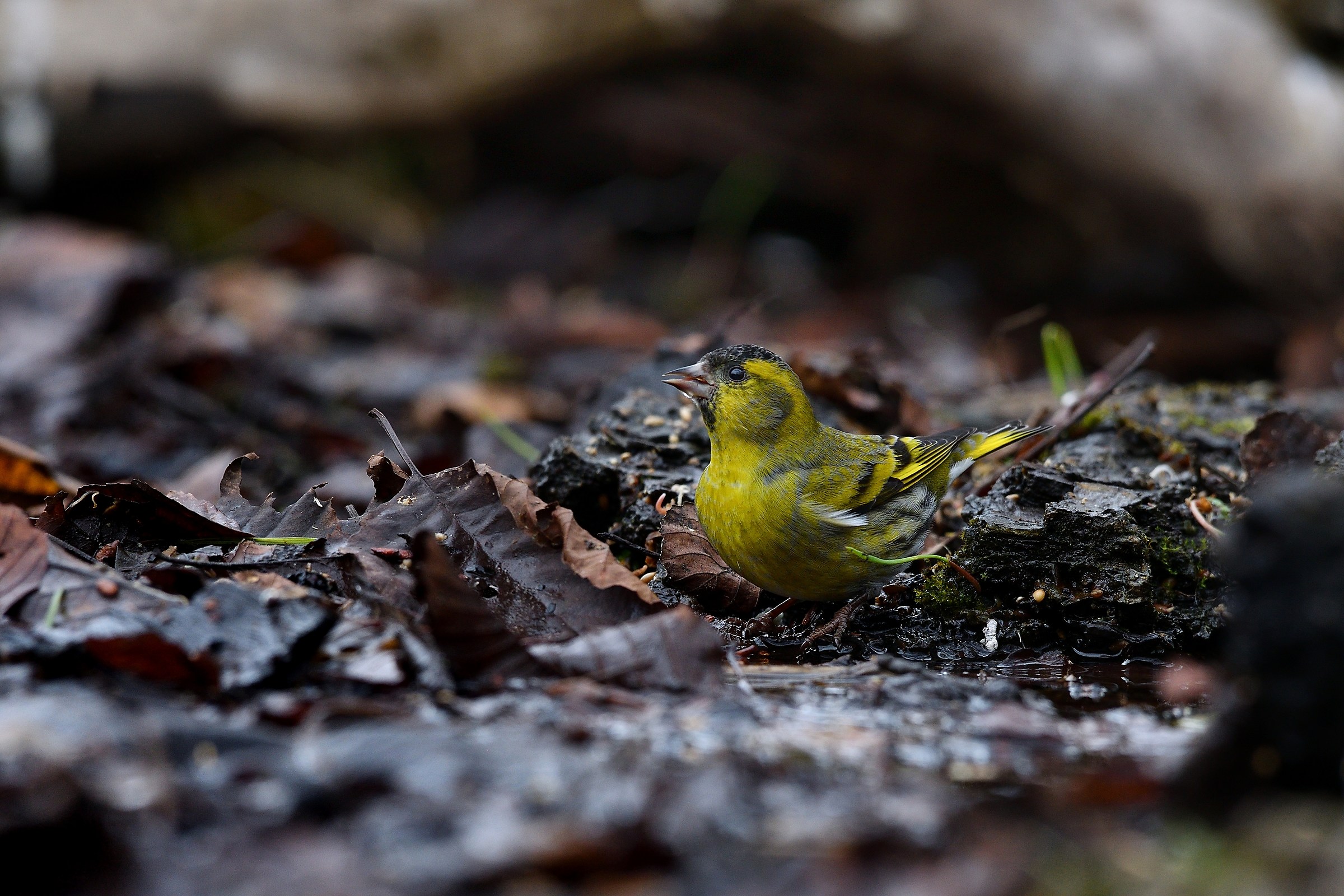 Siskin, male, watering......