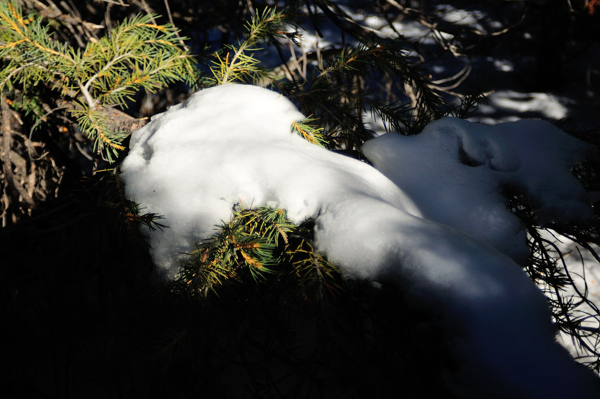 Scioglimento della neve da Pino pinyon...